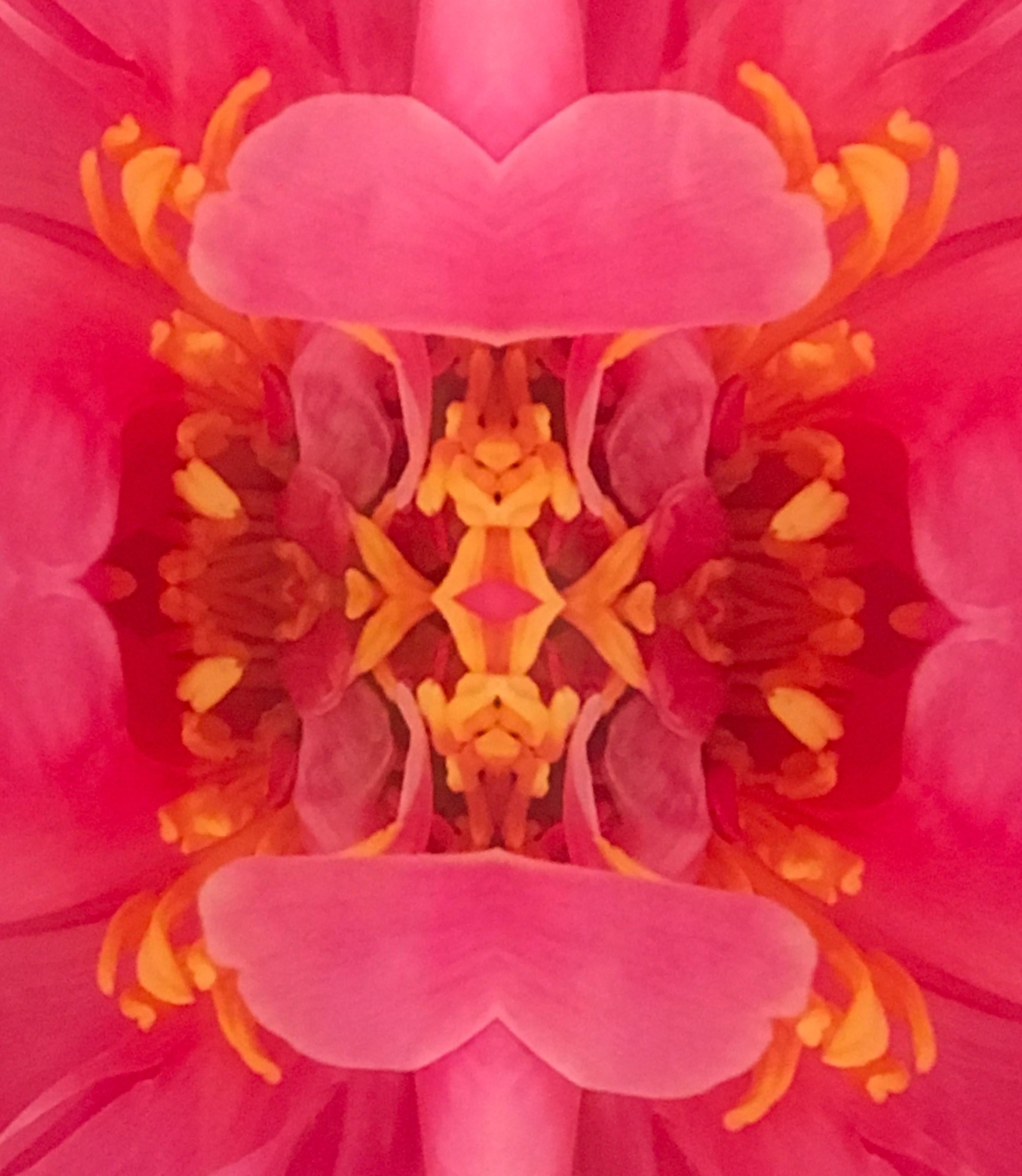 Frazel Dazel III, photographie couleur, fleurs, florale, botanique, rose - Rose Color Photograph par Rebecca Swanson