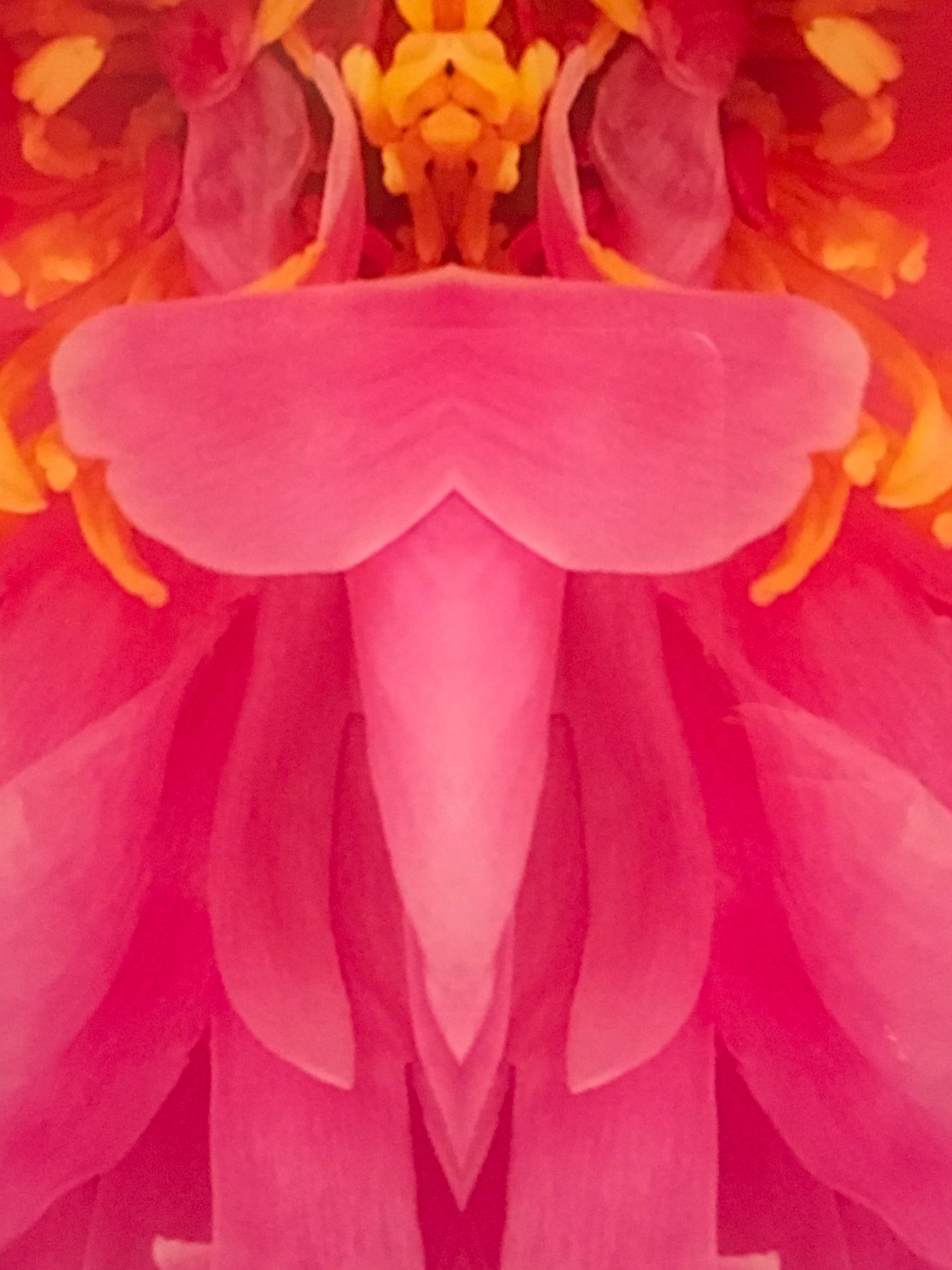 Rebecca Swanson, Frazel Dazel III, photographie à tirage limité, 15x15, cadre en plexifacemount.  Cette image étonnante est remplie de fushia et d'une couleur jaune/orange vibrante.  Il s'agit d'une édition de 15.  Disponible également en