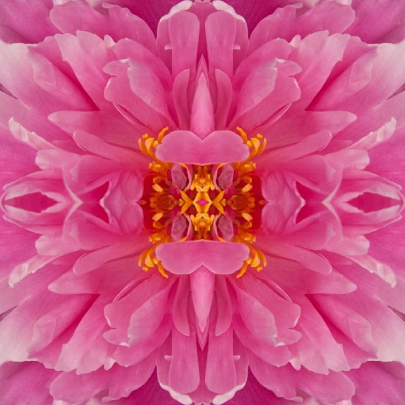 Rebecca Swanson Color Photograph – Dazel III, Farbfotografie, Blumen, Blumen im Blumenstil, Botanik, Rosa