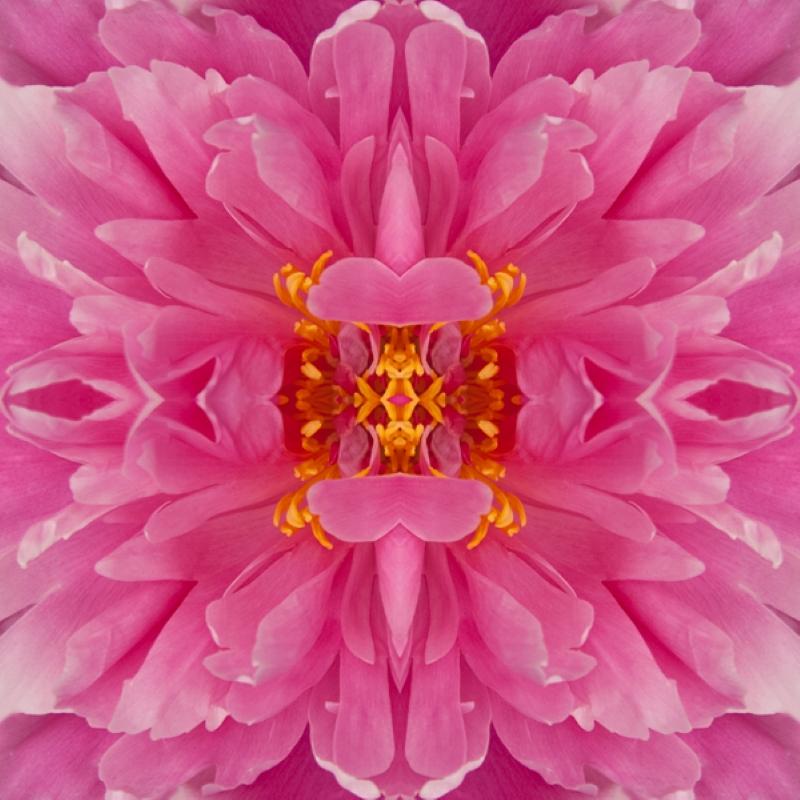 Frazel Dazel III, Color Photography, Flowers, Floral, Botanical, Pink
