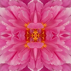 Frazel Dazel III, Color Photography, Flowers, Floral, Botanical, Pink