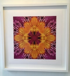 Graphic Blossom IV, Color Photograph, Flowers, Botanical, Pink, Yellow, Framed