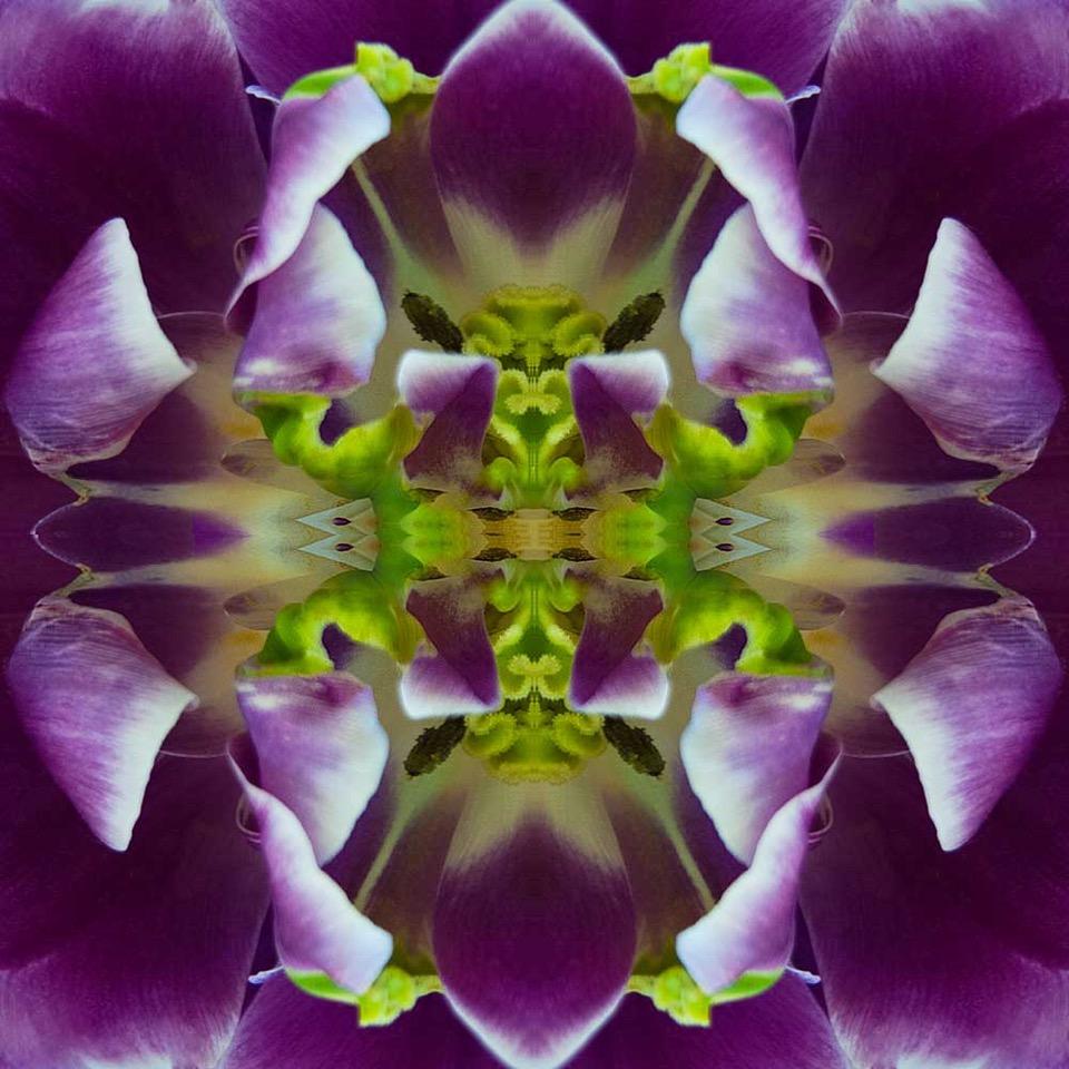 In The Tropics II, photographie couleur, fleurs, 25 x 25, botanique, violet, vert - Photograph de Rebecca Swanson