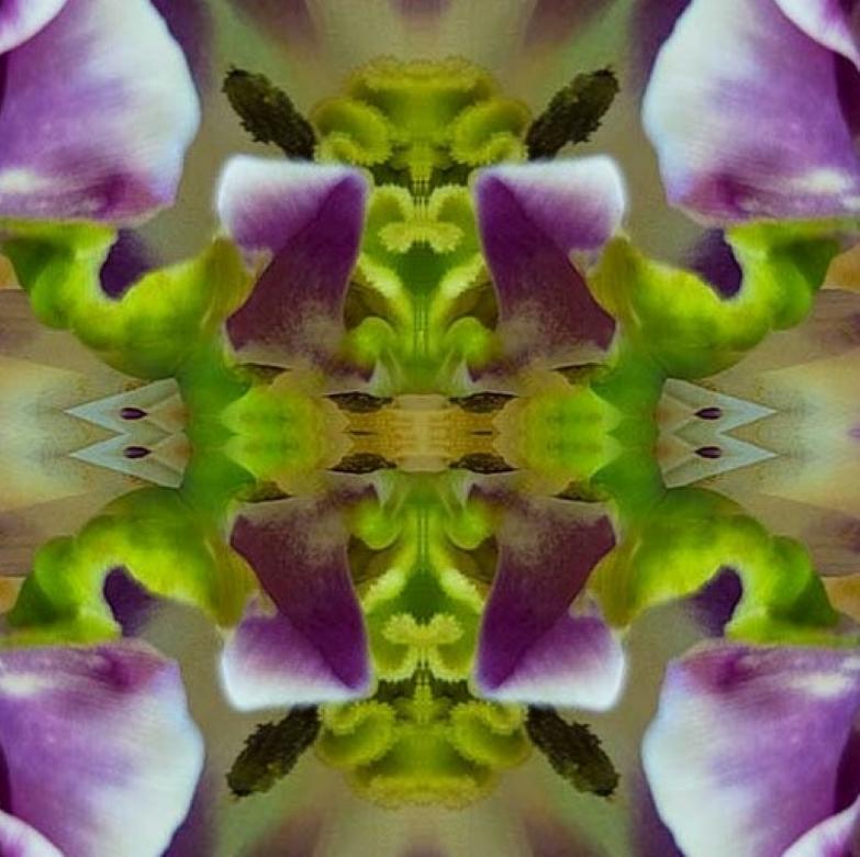 In The Tropics II, photographie couleur, fleurs, 25 x 25, botanique, violet, vert - Contemporain Photograph par Rebecca Swanson