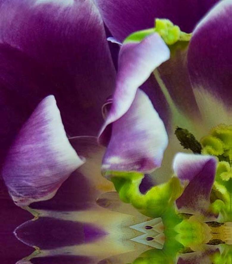 In The Tropics II, photographie couleur, fleurs, 25 x 25, botanique, violet, vert - Noir Color Photograph par Rebecca Swanson