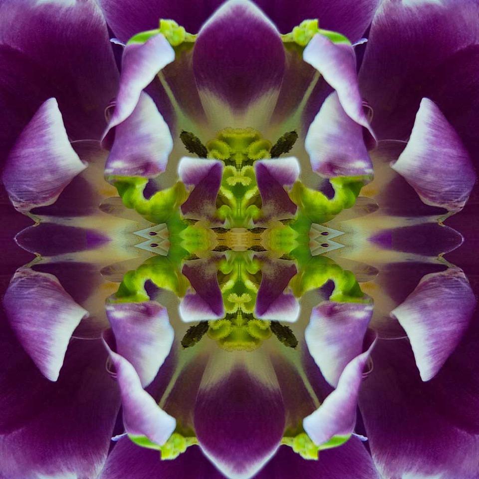 Rebecca Swanson, In the Tropics II, Limited Edition Photograph, 25x25.  It is framed with a Plexifacemount.  This stunning image is filled purples and a vibrant green color.  This is an edition of 15.  

Rebecca Swanson’s work is inspired from her