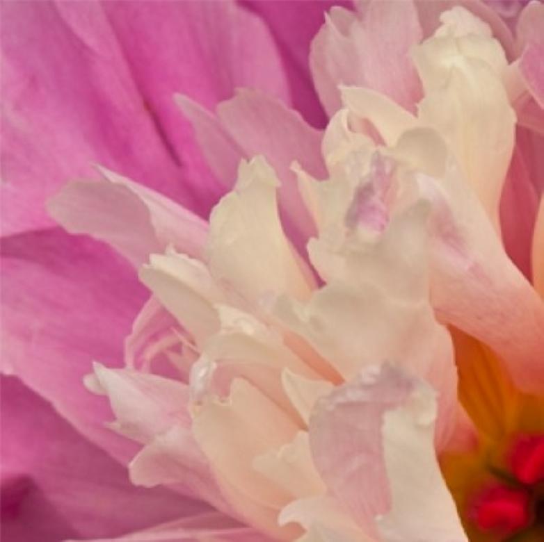 Encaje I, Flores, Botánico, Fotografía en color, Edición limitada, Rosa, Blanco - Photograph Contemporáneo de Rebecca Swanson