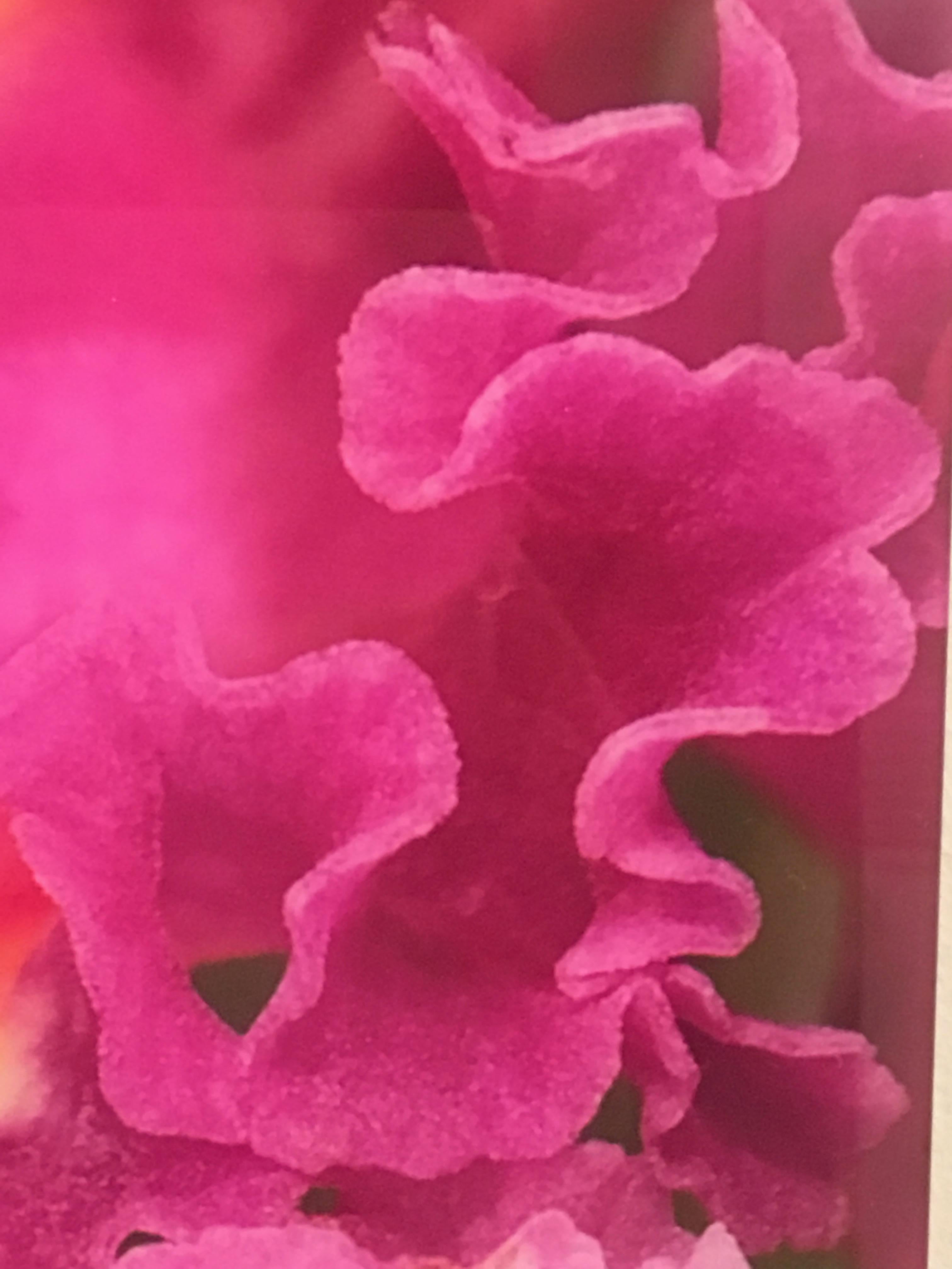 Laced III, Fotografía Botánica, Rosa, Naranja, Flores, Edición Limitada en venta 1
