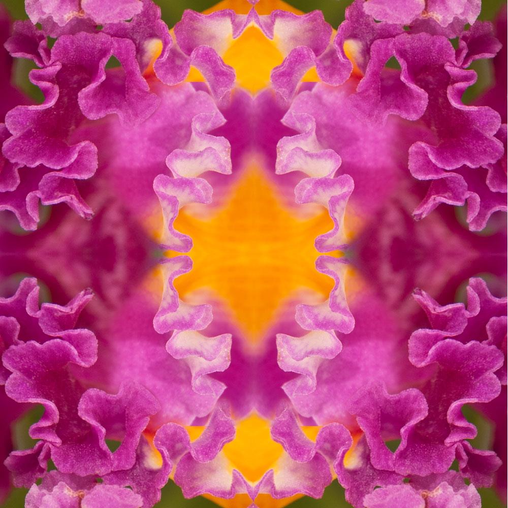 Rebecca Swanson Color Photograph - Laced III, Botanical Photograph, Pink, Orange, Flowers, Limited Edition
