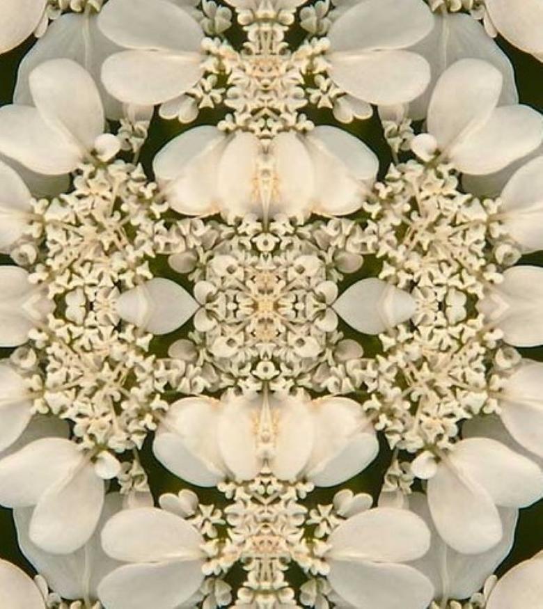 Laced IV, Photographie, Fleur, Floral, Botanique, Noir, Blanc, Nature, encadré - Beige Landscape Photograph par Rebecca Swanson