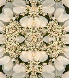 Laced IV, Photography, Flower, Floral, Botanical, Black, White, Nature, framed