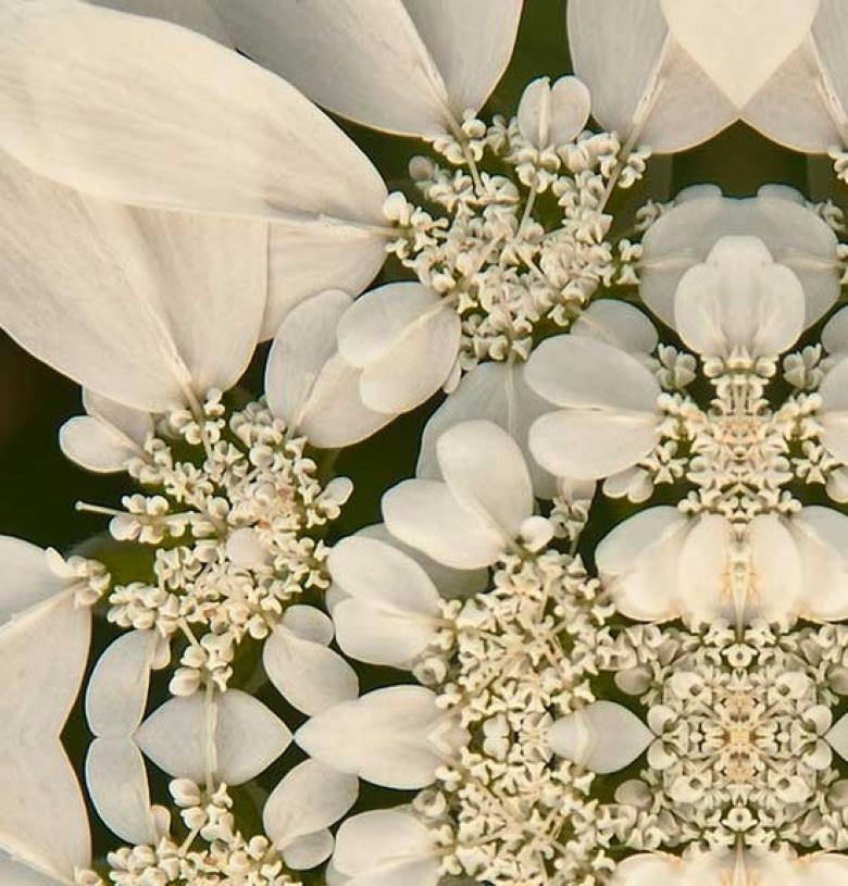Rebecca Swanson Laced IV, photographie en édition limitée, 15x15.  Illustré avec le cadre Plexifacemount.   Cette image classique est remplie de fleurs en noir et blanc.  Il s'agit d'une édition de 15 exemplaires.  Également disponible en 30x30. 