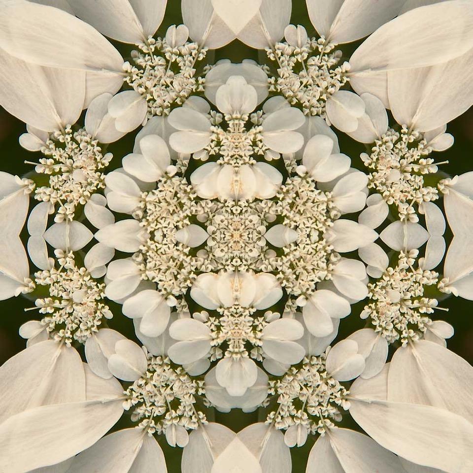 Landscape Photograph Rebecca Swanson - Laced IV, Photographie, Fleur, Floral, Botanique, Noir, Blanc, Nature, encadré