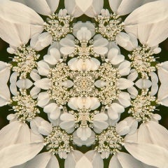 Laced IV, Photography, Flower, Floral, Botanical, Black, White, Nature, framed