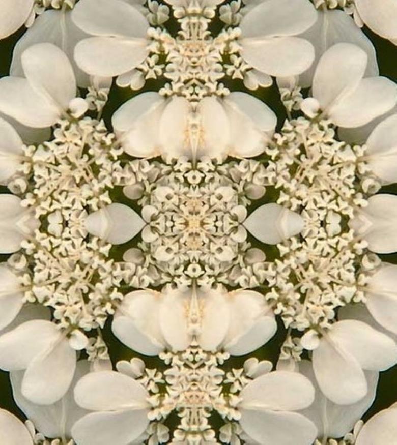 Geschnürt IV, Fotografie, Blumen, Floral, Botanical, Schwarz, Weiß, Natur,  – Photograph von Rebecca Swanson