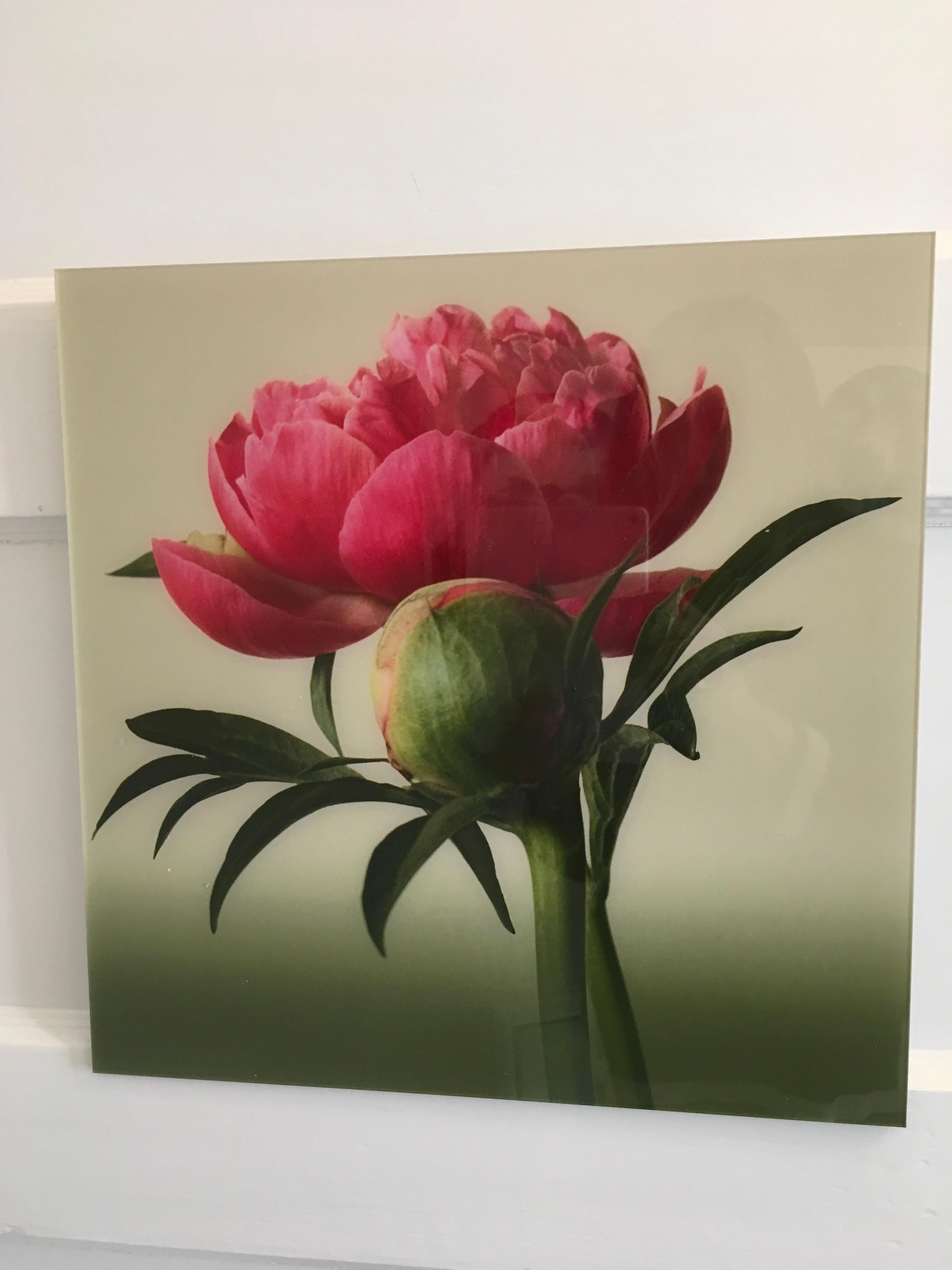 Peony Romance B, Farbfotografie, Blumen, Floral, Botanical, Rosa, Grün (Zeitgenössisch), Photograph, von Rebecca Swanson