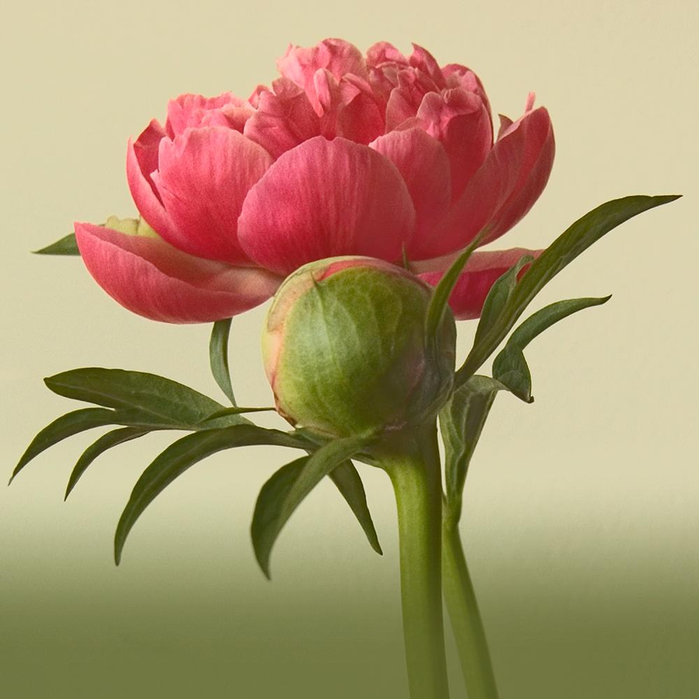 Rebecca Swanson, Peony Romance B, Limited Edition Photograph, 15x15.  It is available with Plexifacemount or white frame .  This stunning image is filled Pink and green.  This is an edition of 15.  Also available in 30x30.   Printing and framing