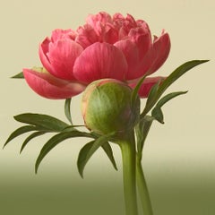 Peony Romance B, Farbfotografie, Blumen, Floral, Botanical, Rosa, Grün