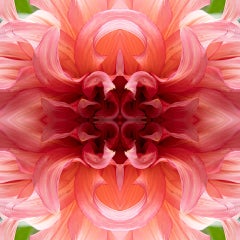 Swirls I, Farbfotografie, Blumen, florale, botanische, rosa, rote Blütenblätter