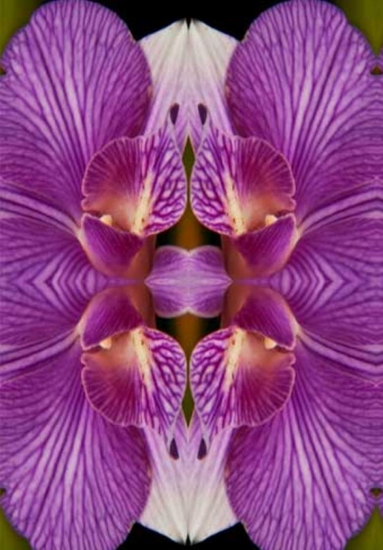 Wonderment V, Farbfotografie, limitierte Auflage, Blume, botanisch, horizontal – Photograph von Rebecca Swanson