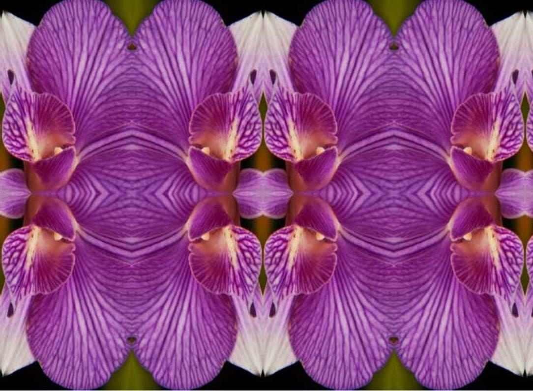 Wonderment V, Farbfotografie, limitierte Auflage, Blume, botanisch, horizontal (Zeitgenössisch), Photograph, von Rebecca Swanson