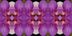 Wonderment V, Color Photograph, Limited Edition, Flower, Botanical, horizontal