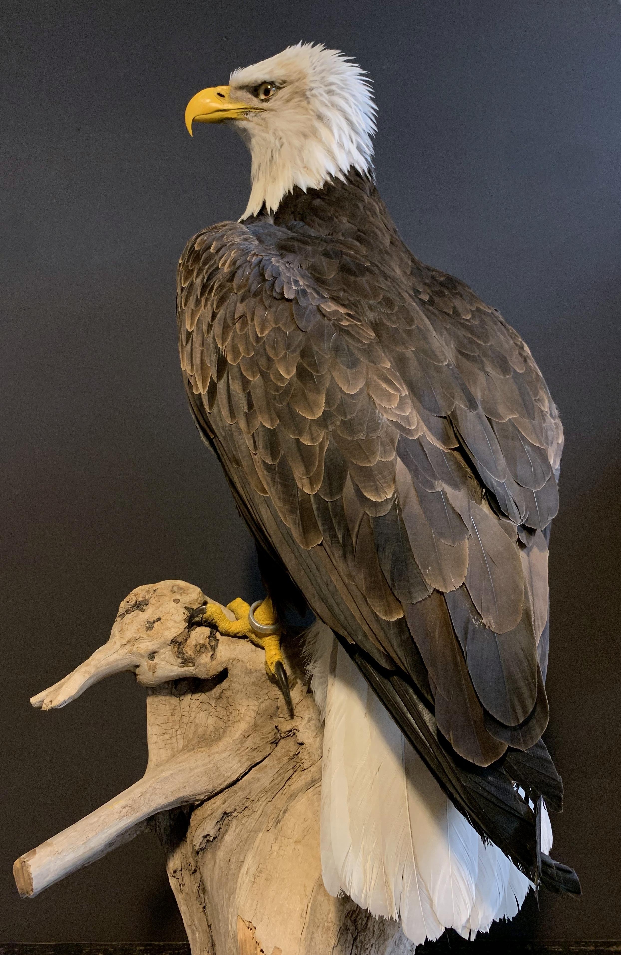 taxidermy eagle for sale