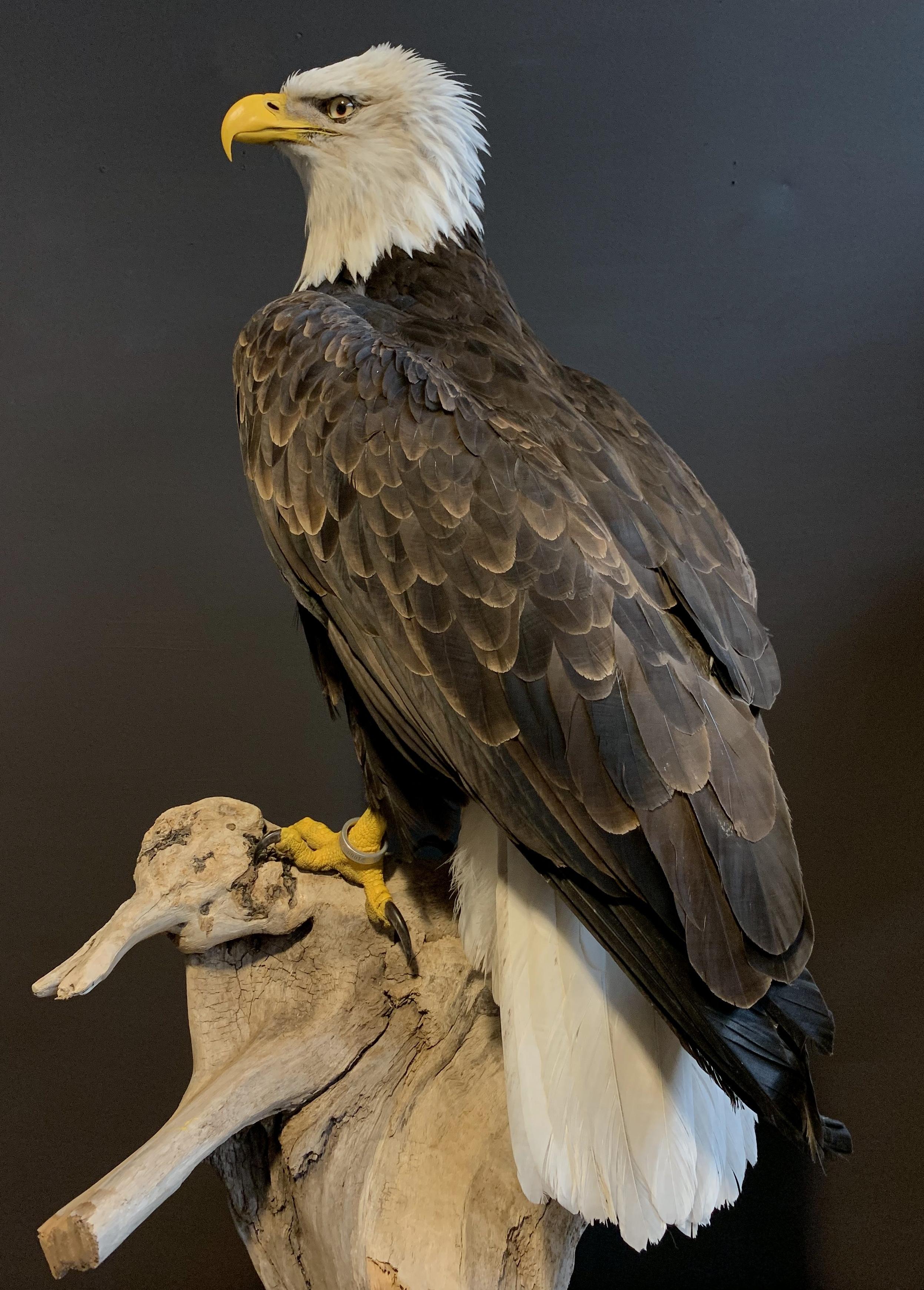 stuffed bald eagle taxidermy