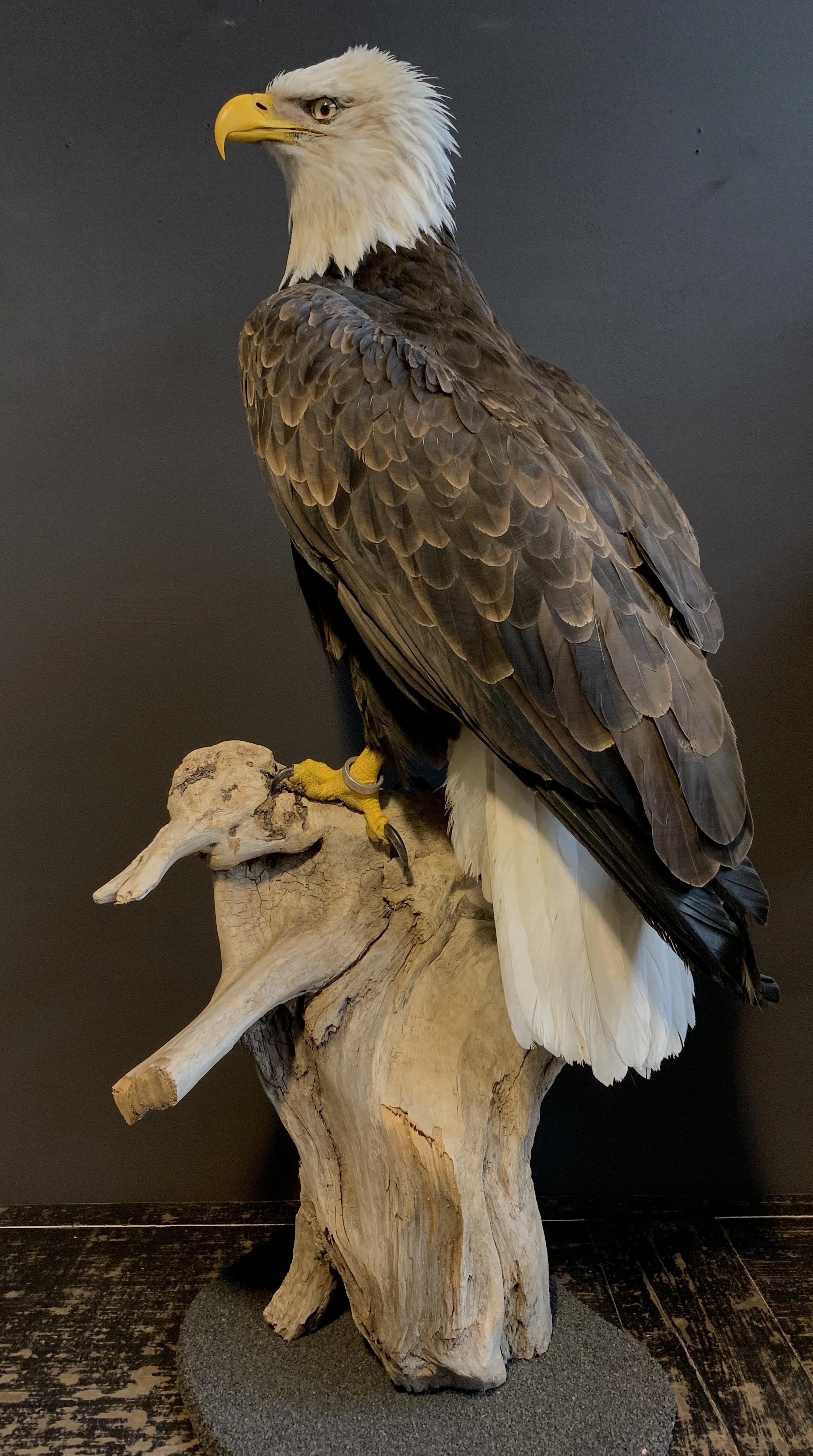 Dutch Recently Made Taxidermy American White-Tailed Eagle