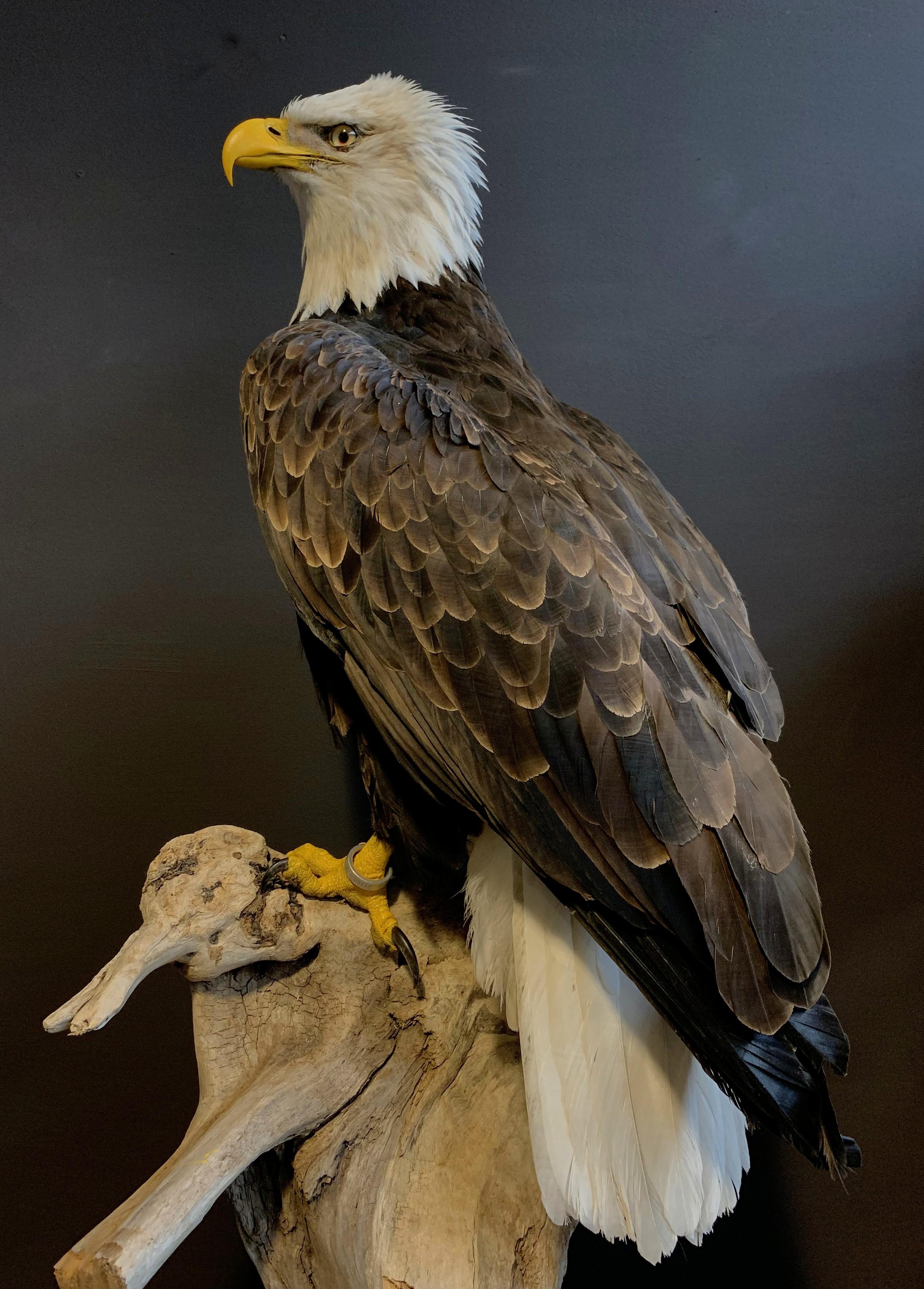 Recently Made Taxidermy American White-Tailed Eagle In New Condition In Eindhoven, NL