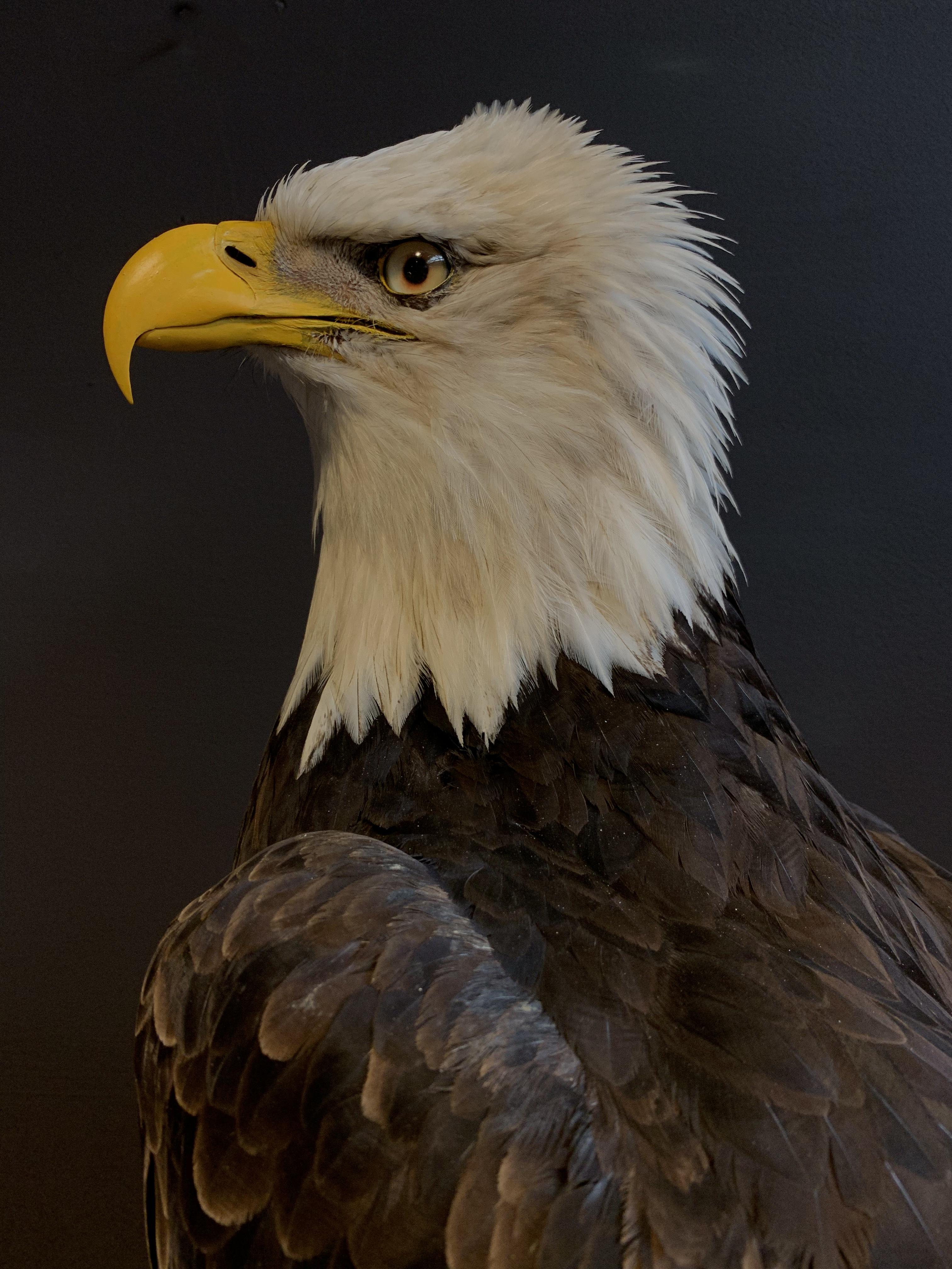 Contemporary Recently Made Taxidermy American White-Tailed Eagle