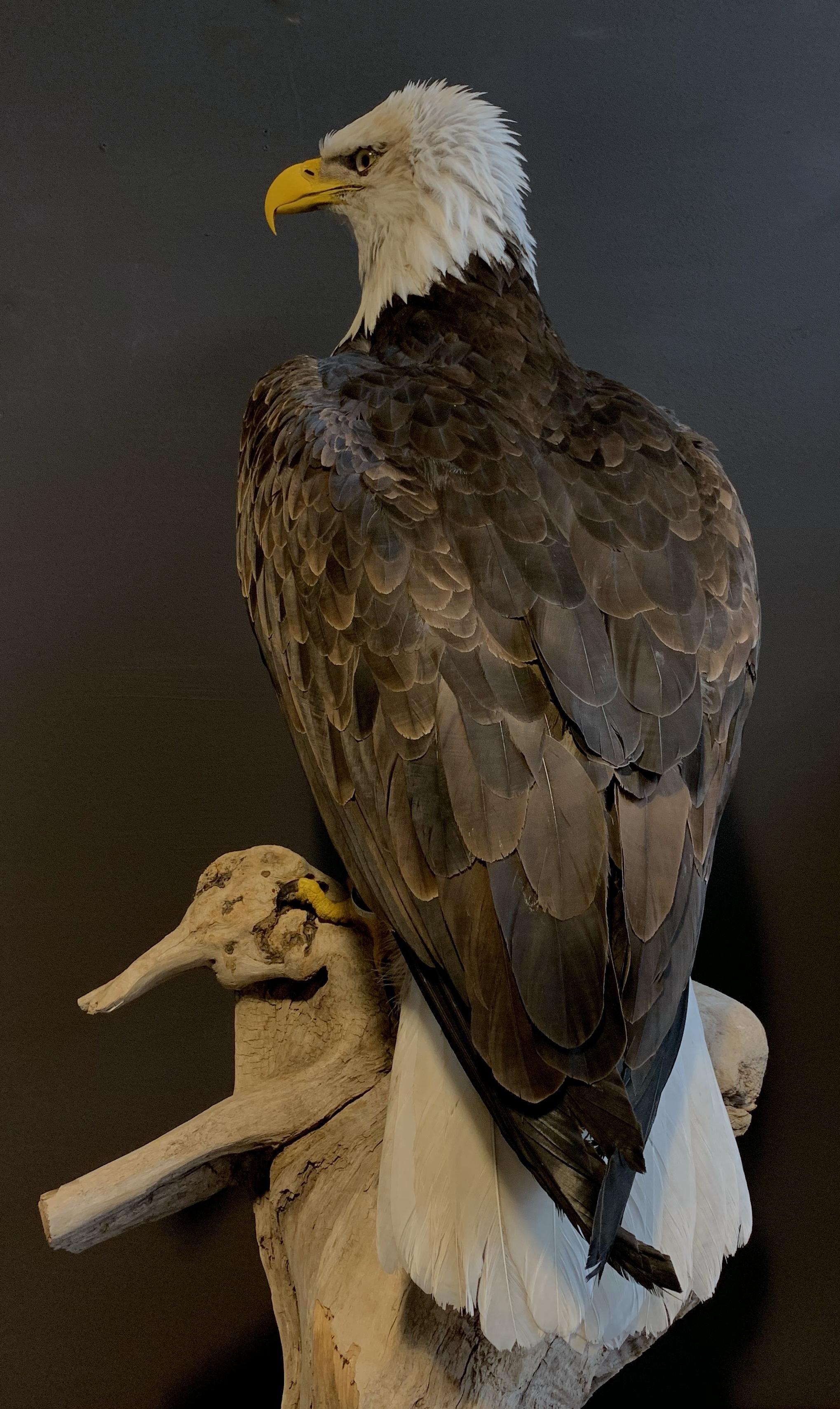 Recently stuffed American white-tailed eagle. The eagle is made very life-like and is a true masterpiece.
The bald eagle or white-headed bald eagle (Haliaeetus leucocephalus) is a bird of prey that breeds in Canada and in the United States. At the