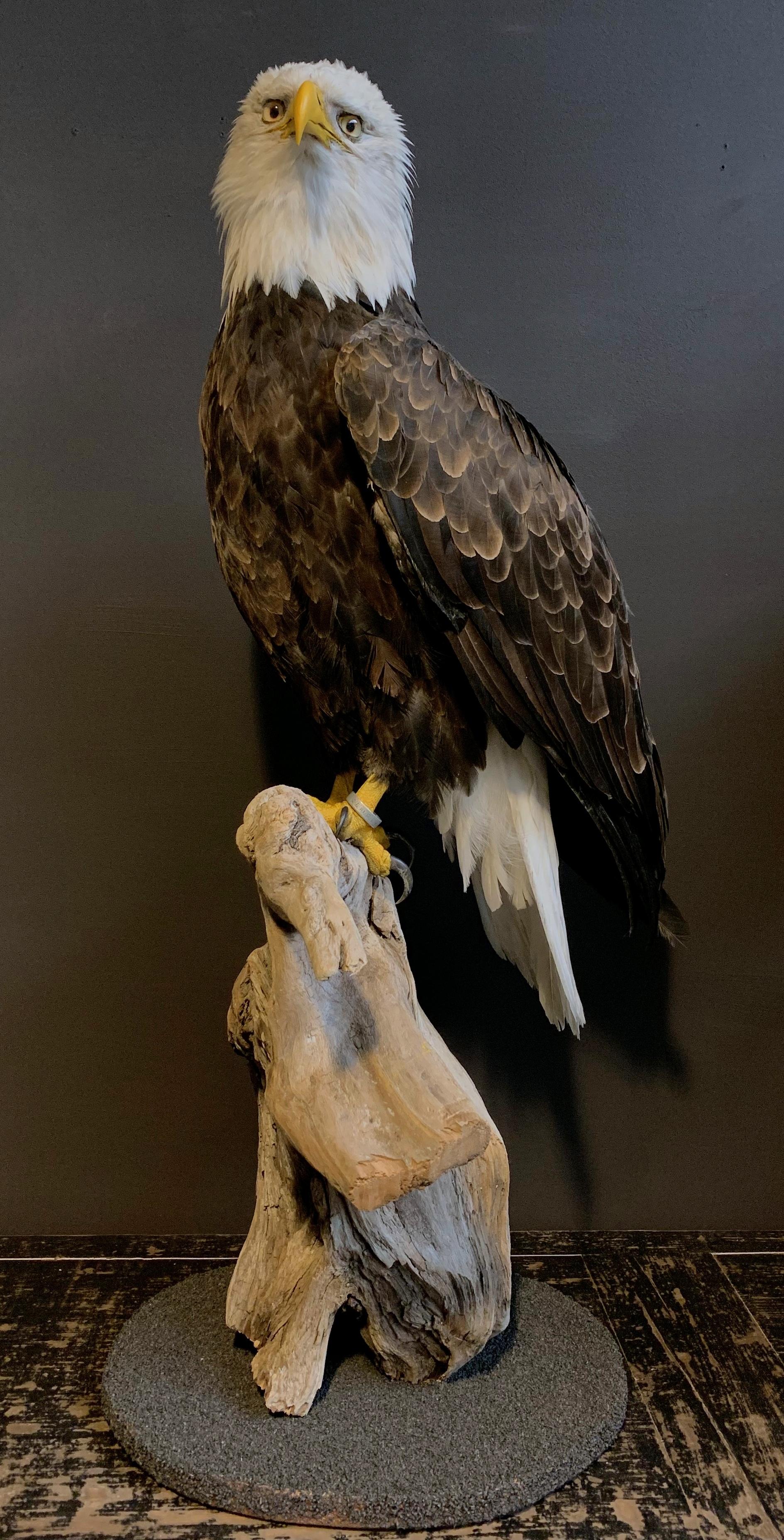 Feathers Recently Made Taxidermy American White-Tailed Eagle