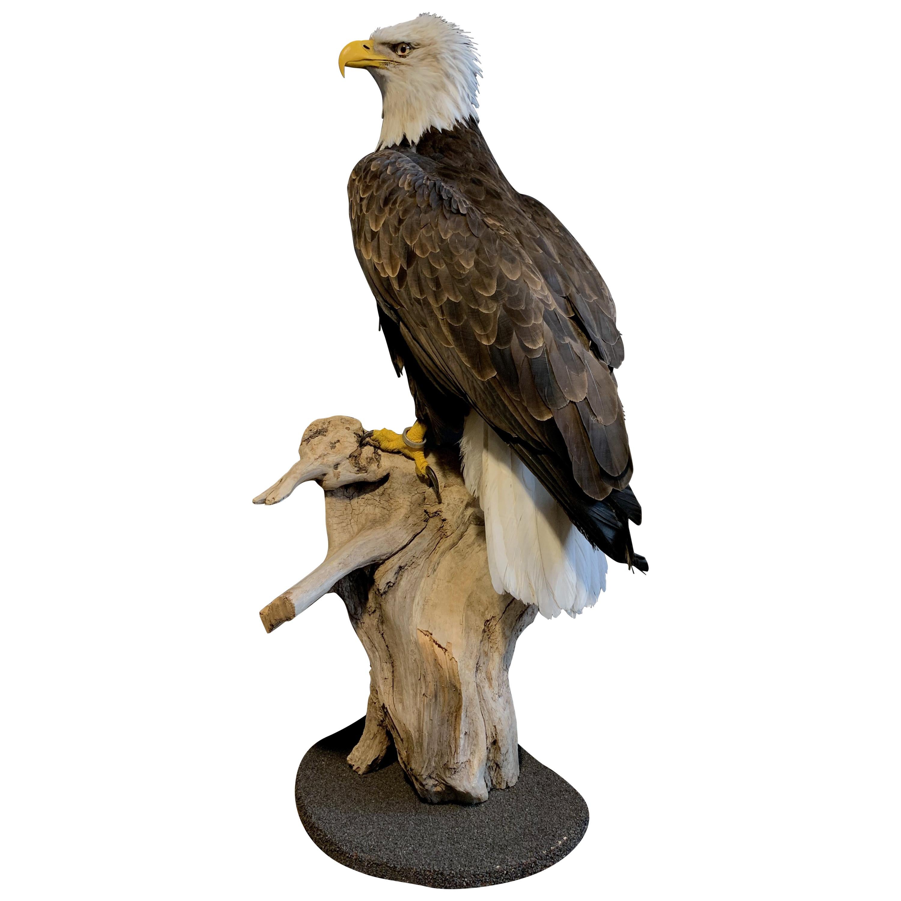 Recently Made Taxidermy American White-Tailed Eagle