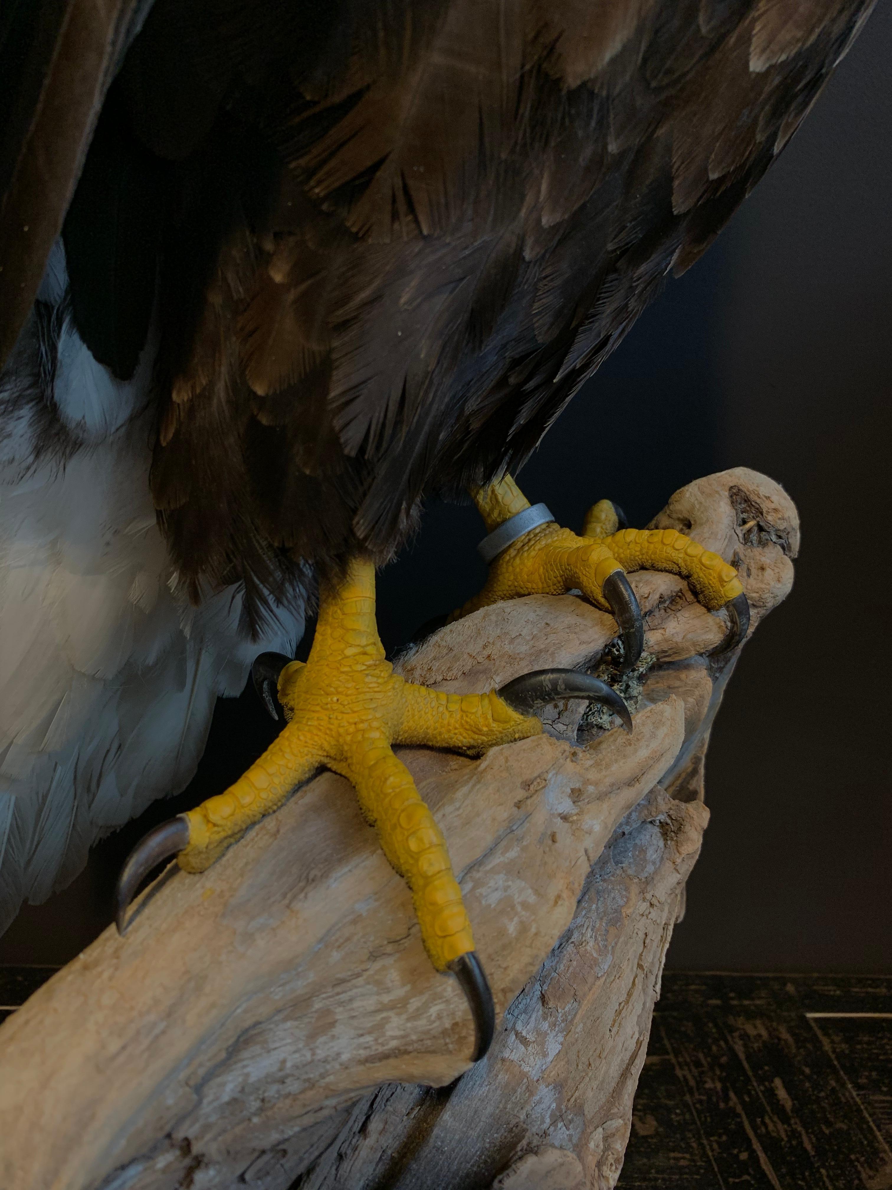 taxidermy bald eagle for sale