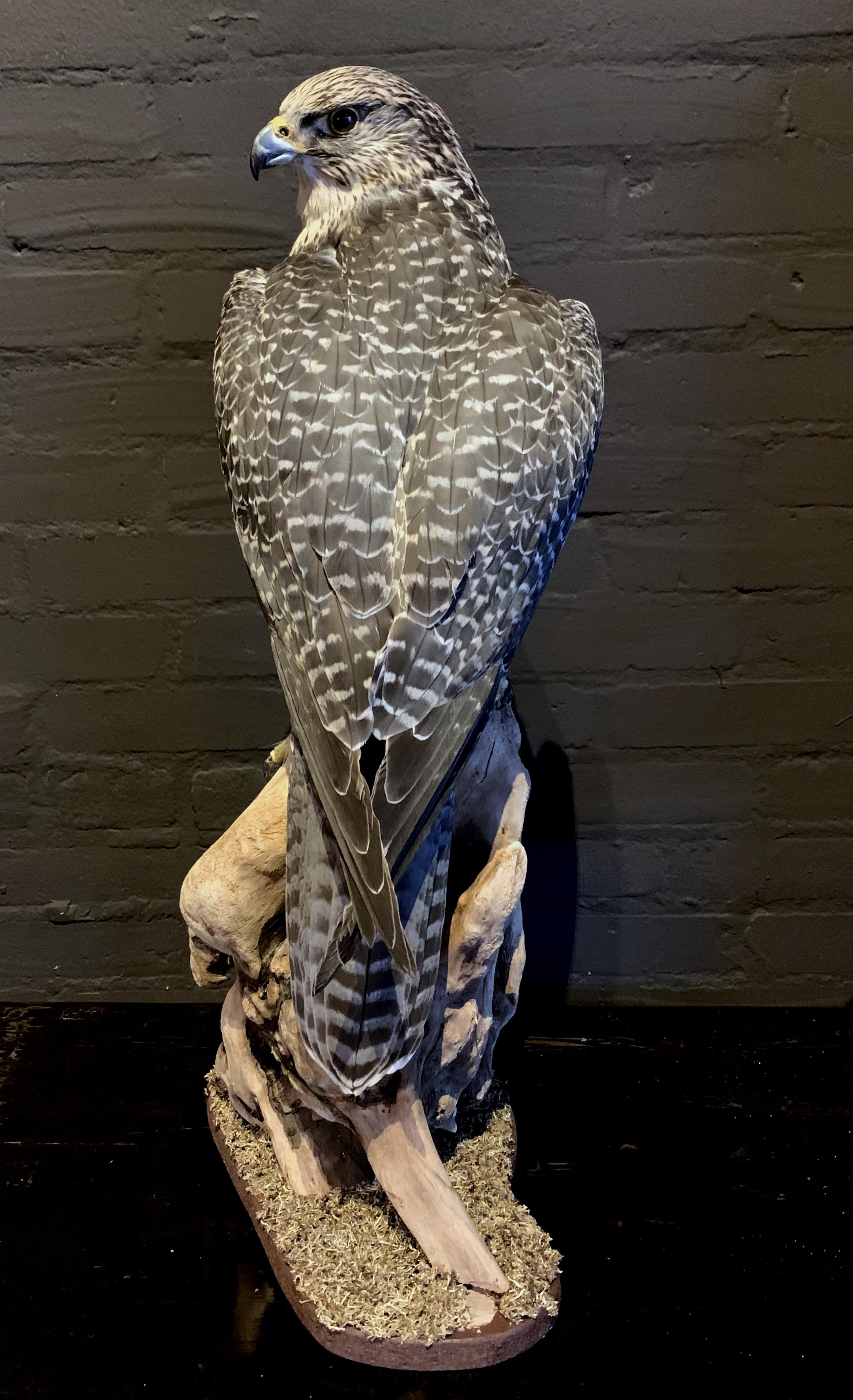 Recently made taxidermy gyrfalcon. It is a beautiful piece which is made with a great eye for detail. The falcon is ringed and will be delivered with the right cites documents.