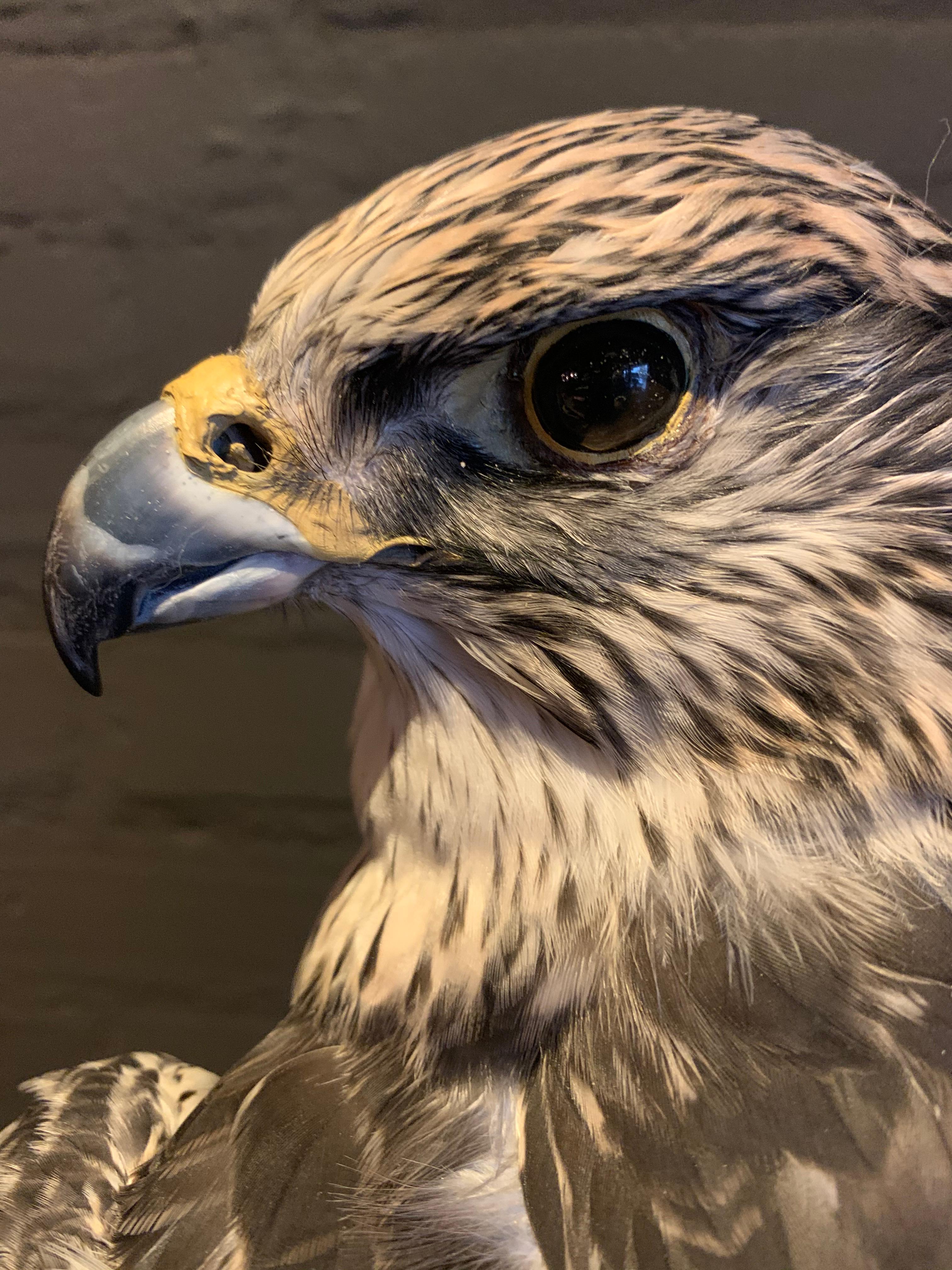 Hand-Crafted Recently Made Taxidermy Gray Gyrfalcon