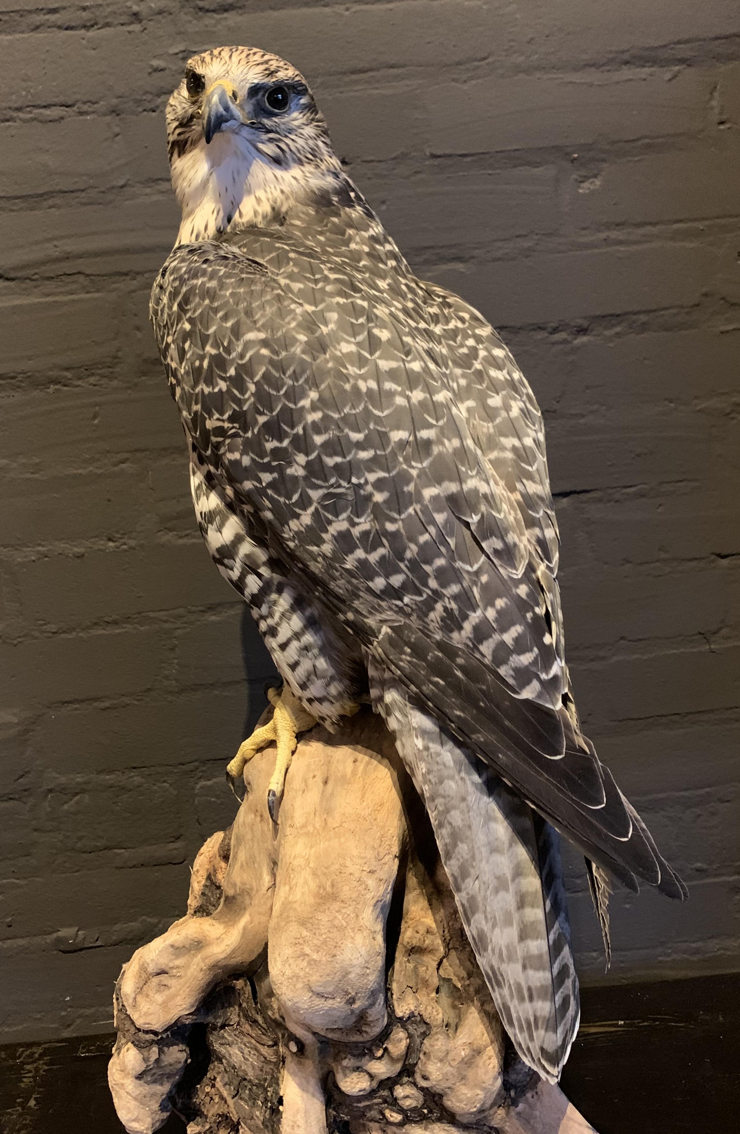 Recently Made Taxidermy Gray Gyrfalcon In Excellent Condition In Eindhoven, NL