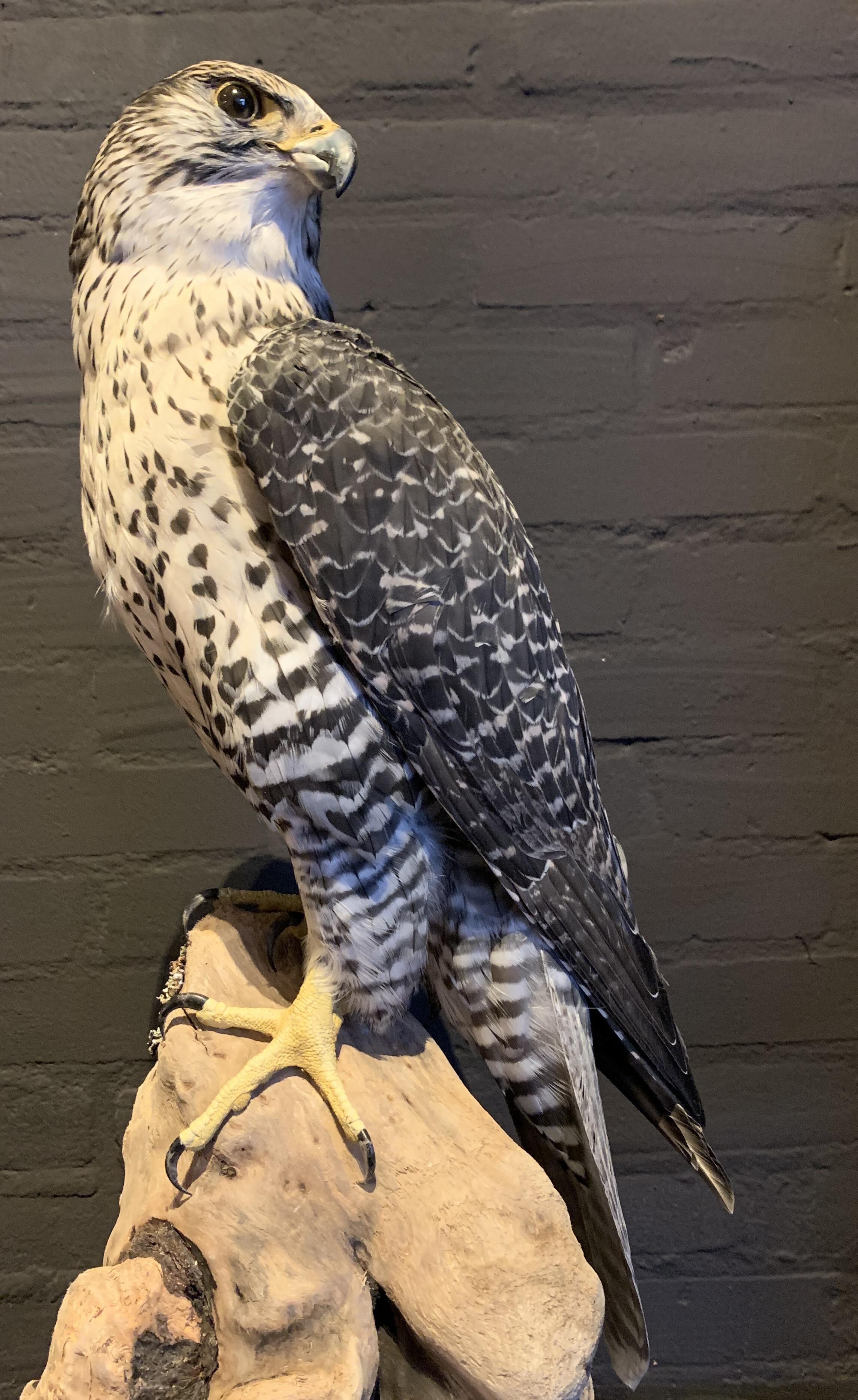 Contemporary Recently Made Taxidermy Gray Gyrfalcon