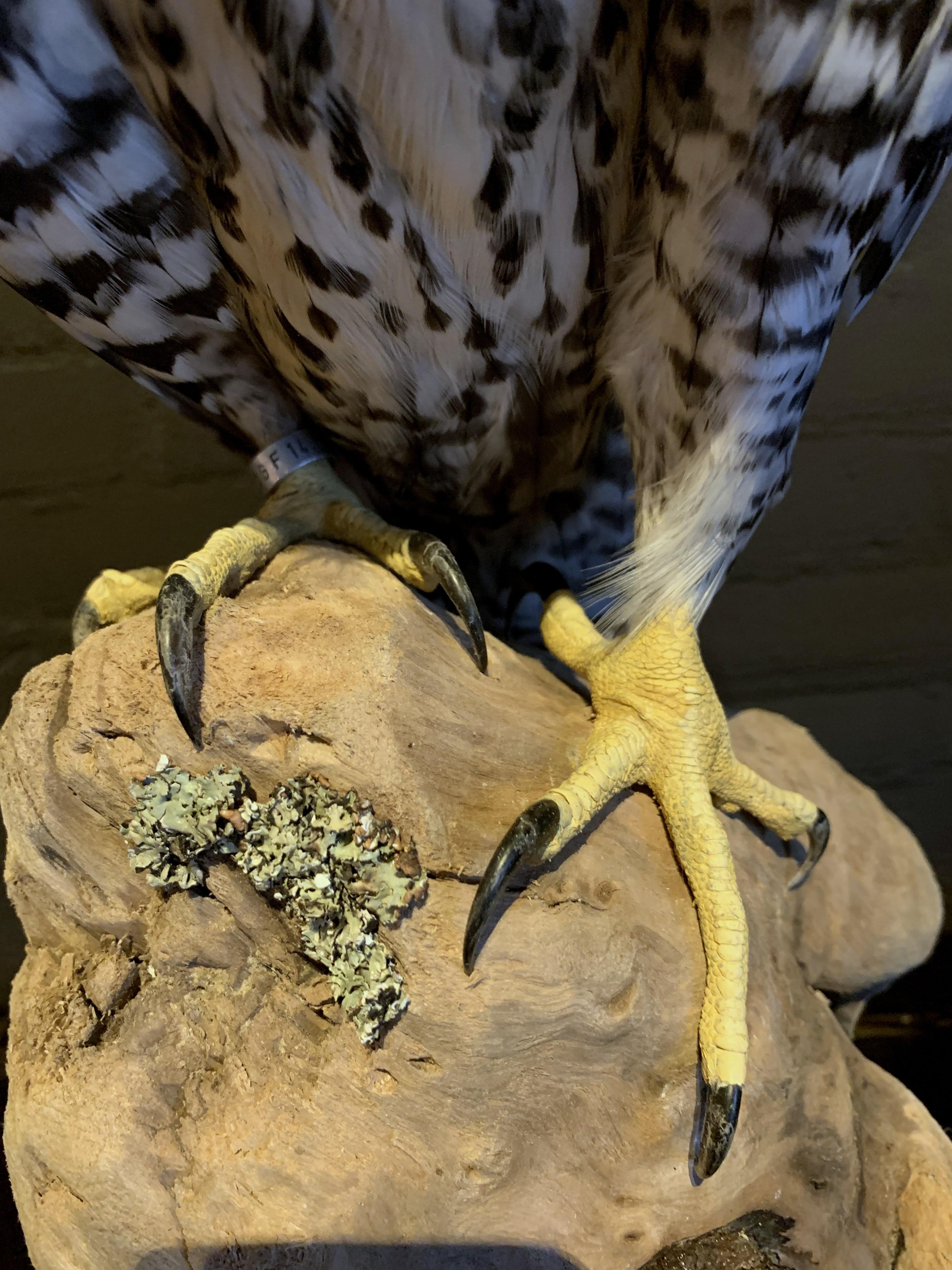 Feathers Recently Made Taxidermy Gray Gyrfalcon