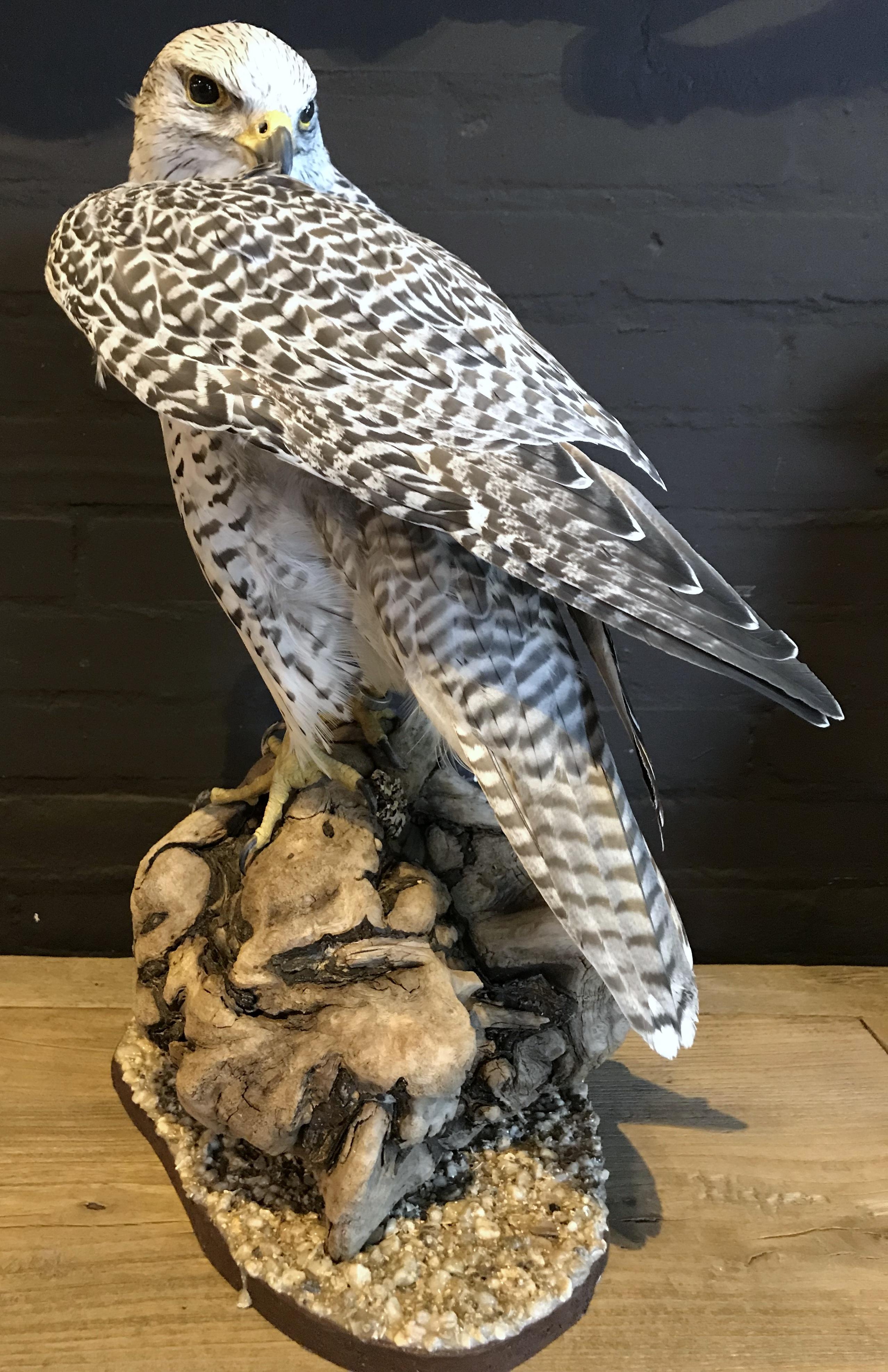 Recently made taxidermy gyr falcon. It is a beautiful piece which is made with a great eye for detail. The falcon is ringed and will be delivered with the right cites documents.