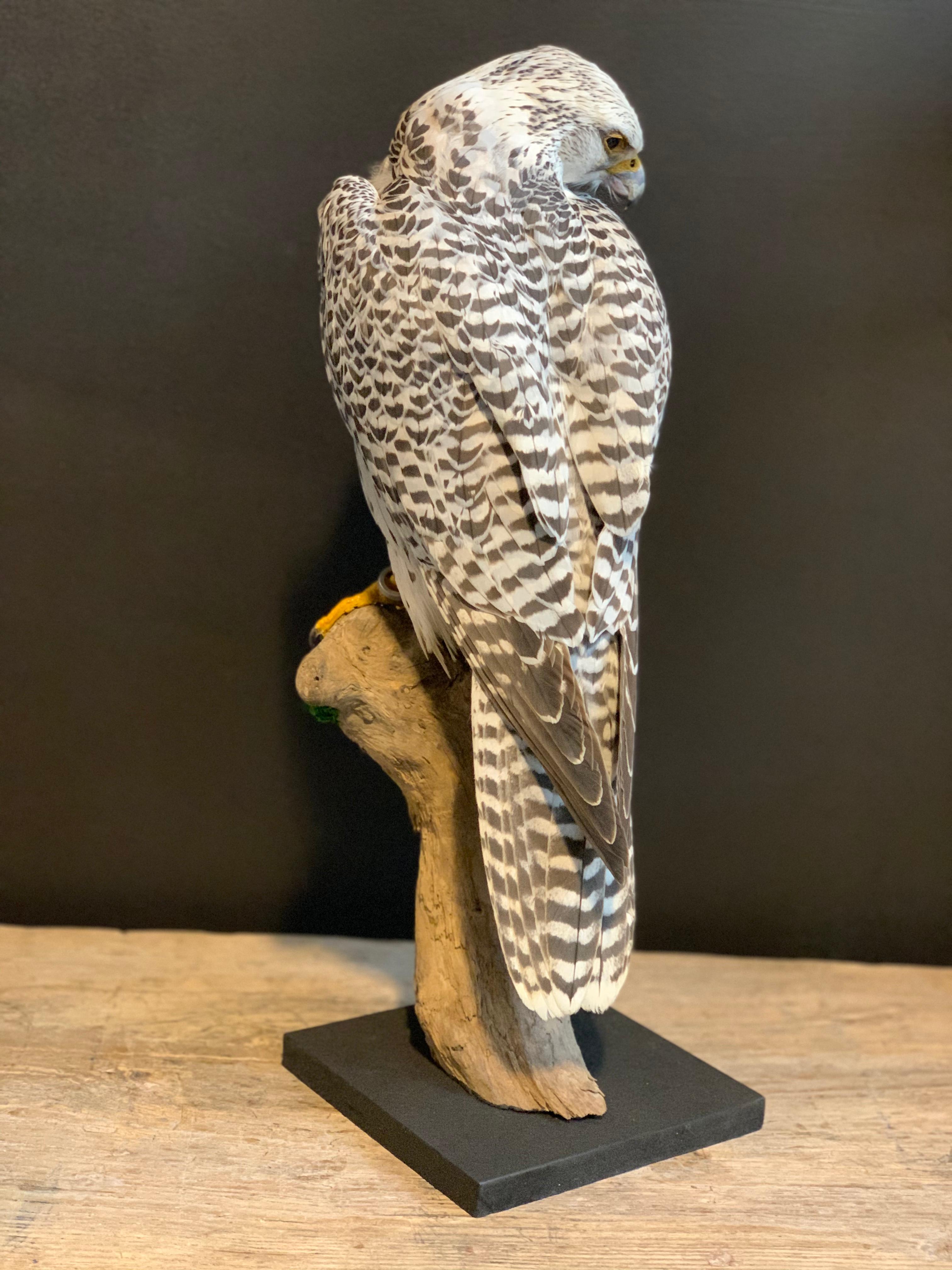 Recently made taxidermy gyr falcon. It is a beautiful piece which is made with a great eye for detail. The falcon is ringed and will be delivered with the right CITES documents.
