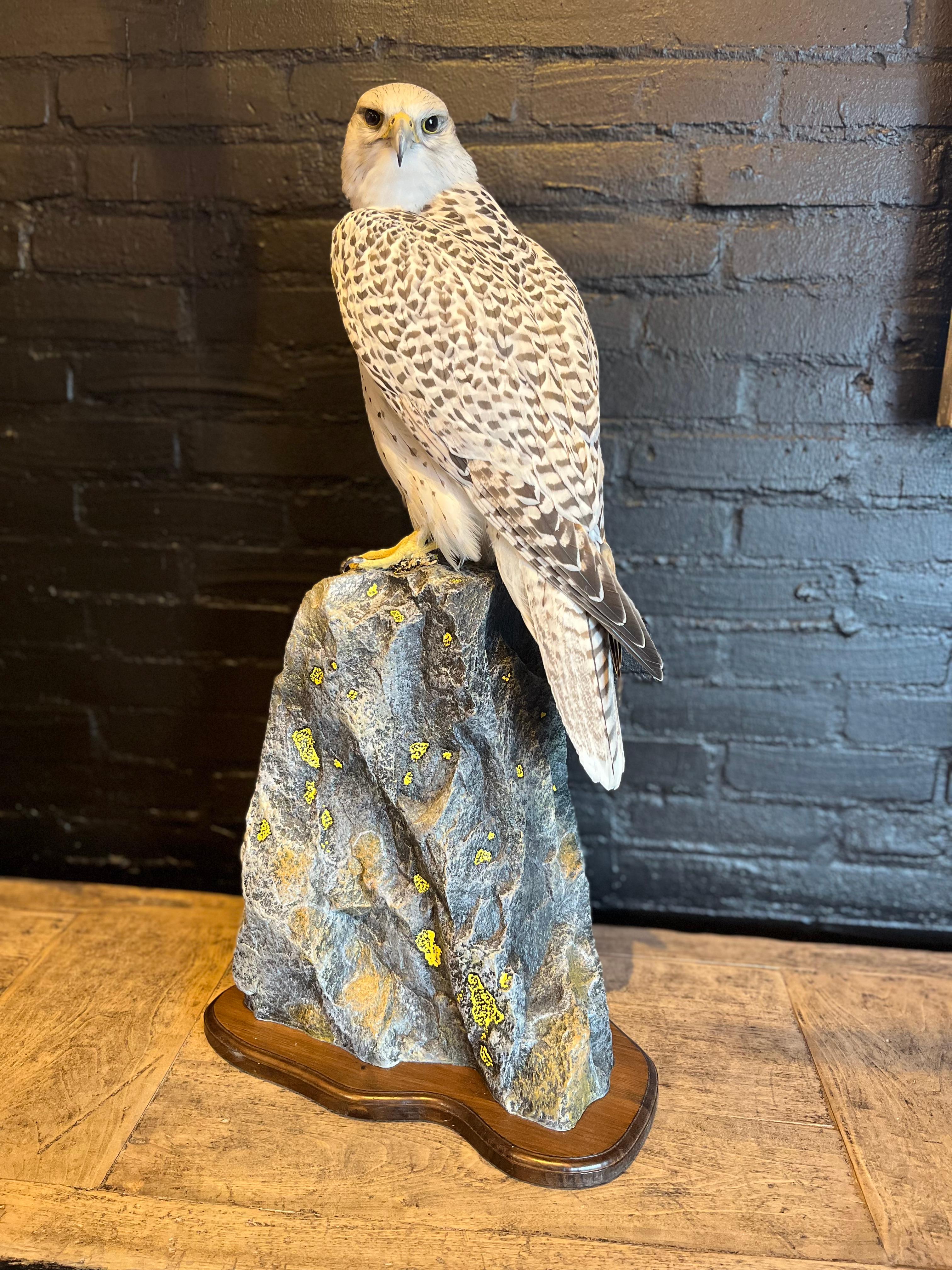 Recently Made Taxidermy Gyr Falcon For Sale at 1stDibs