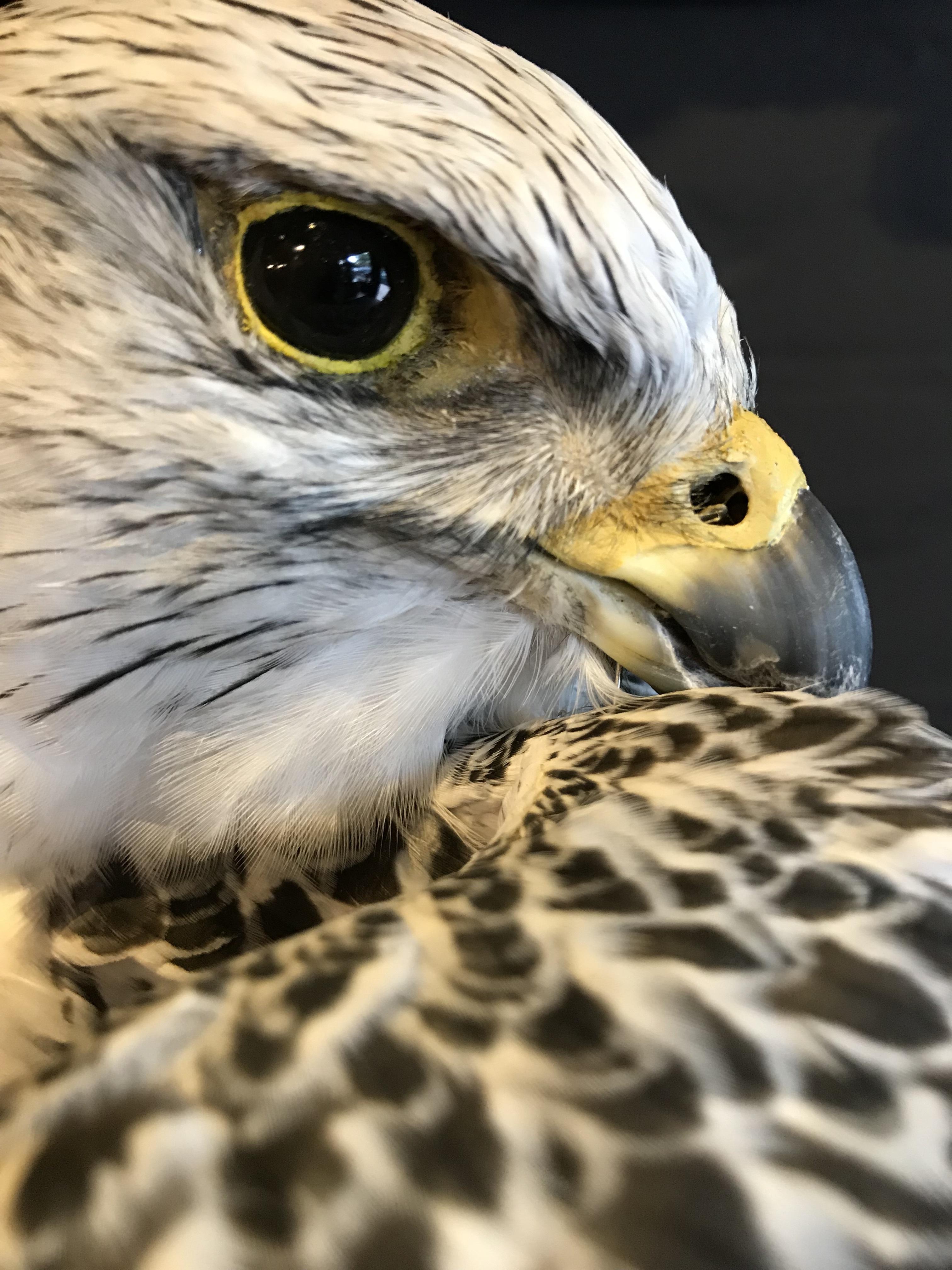 Dutch Recently Made Taxidermy Gyr Falcon