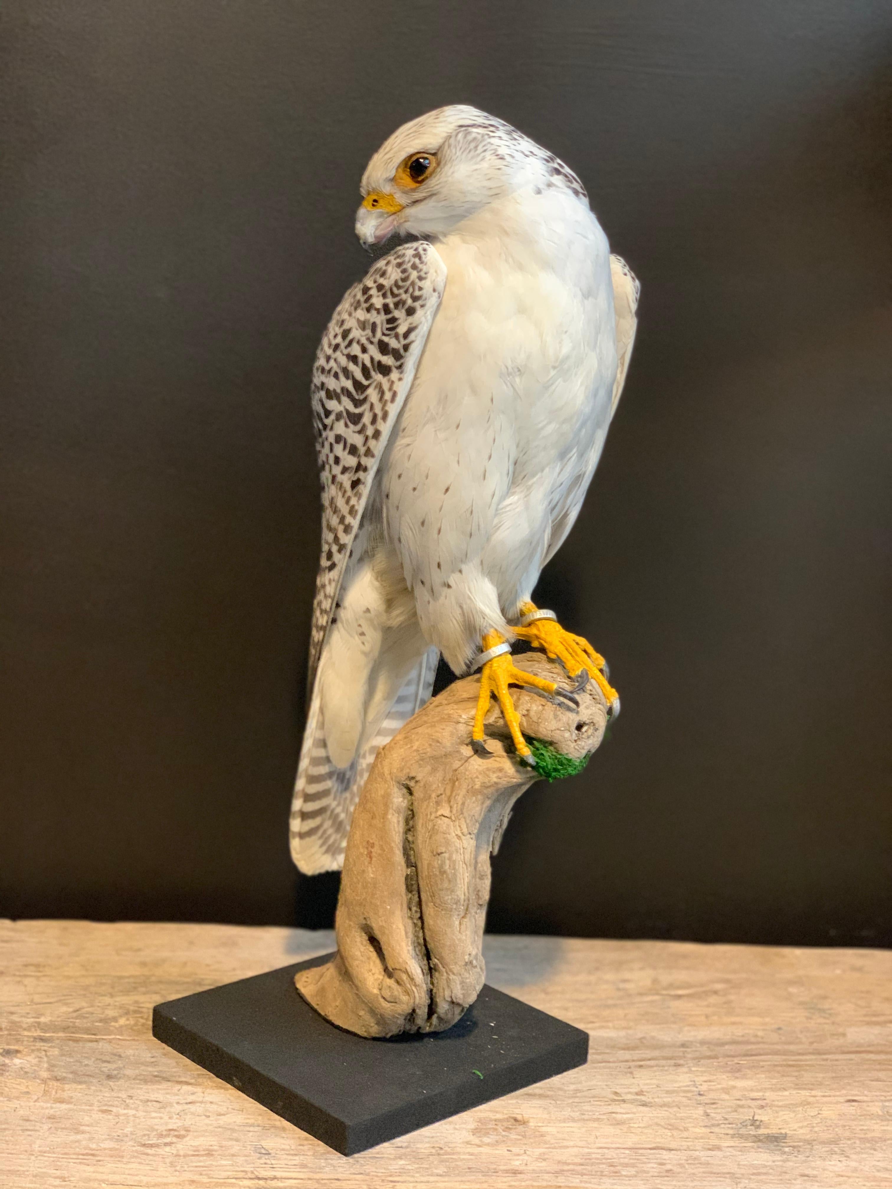 taxidermy hawk for sale