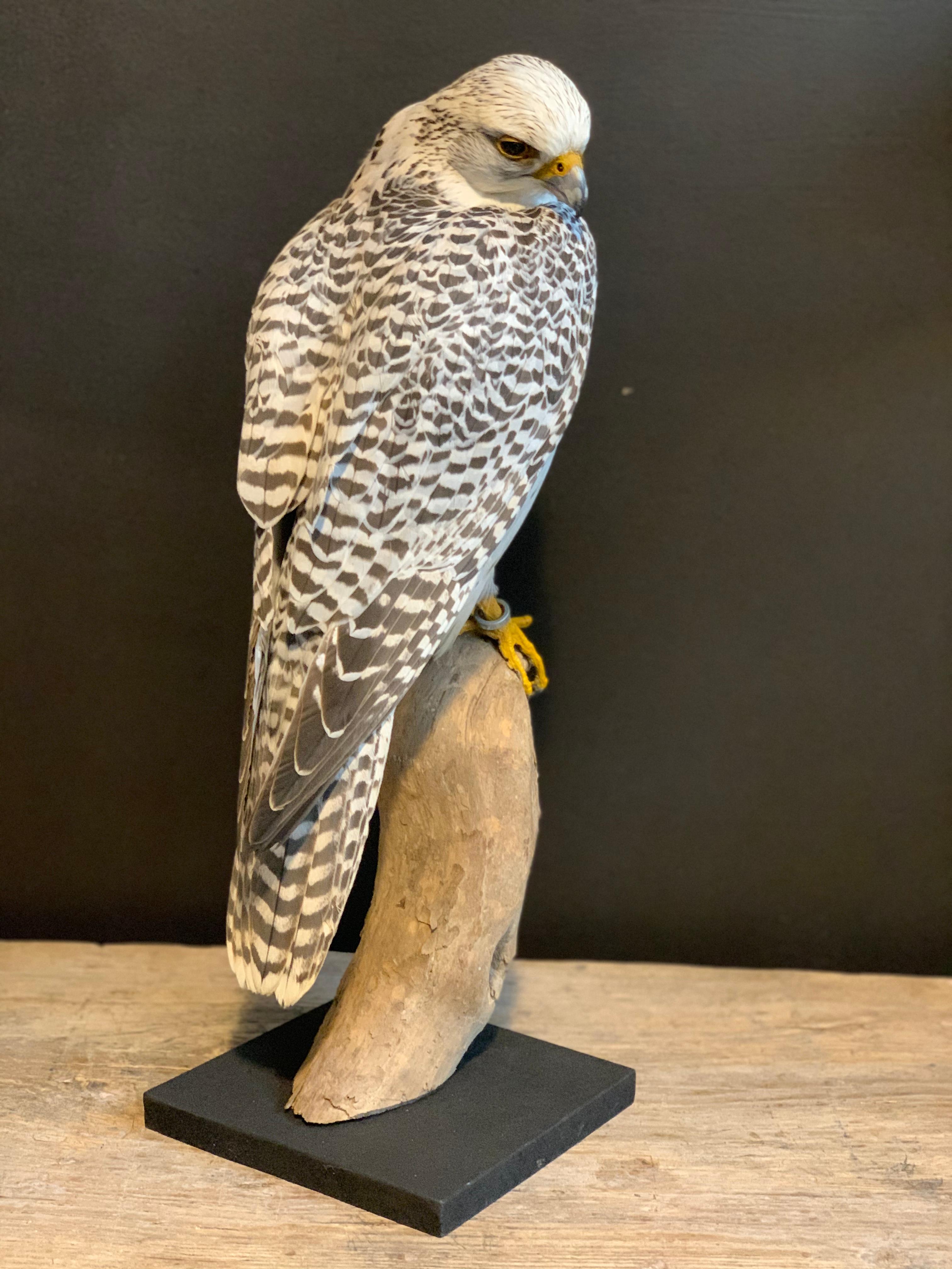 falcon taxidermy
