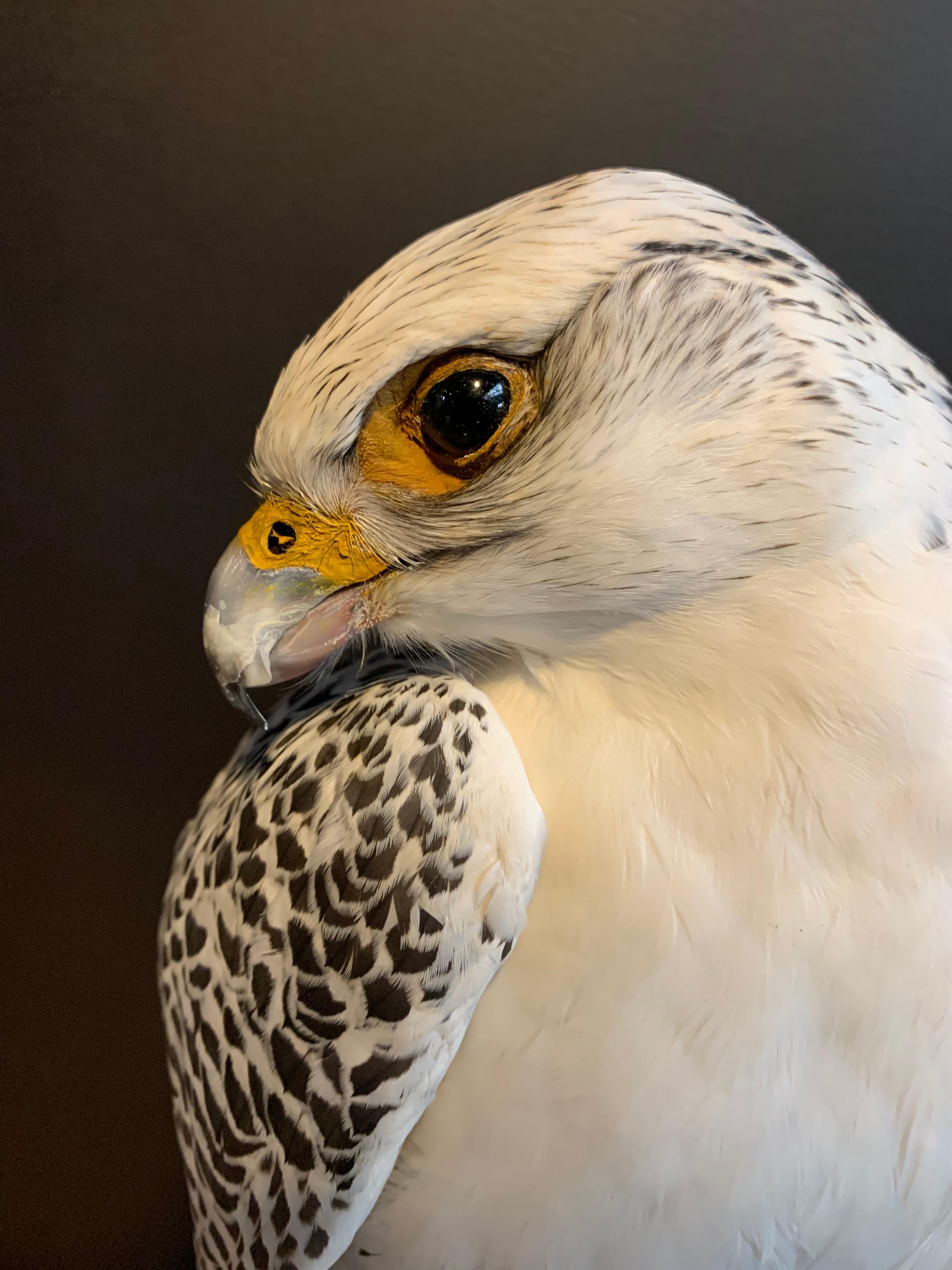 German Recently Made Taxidermy Gyr Falcon