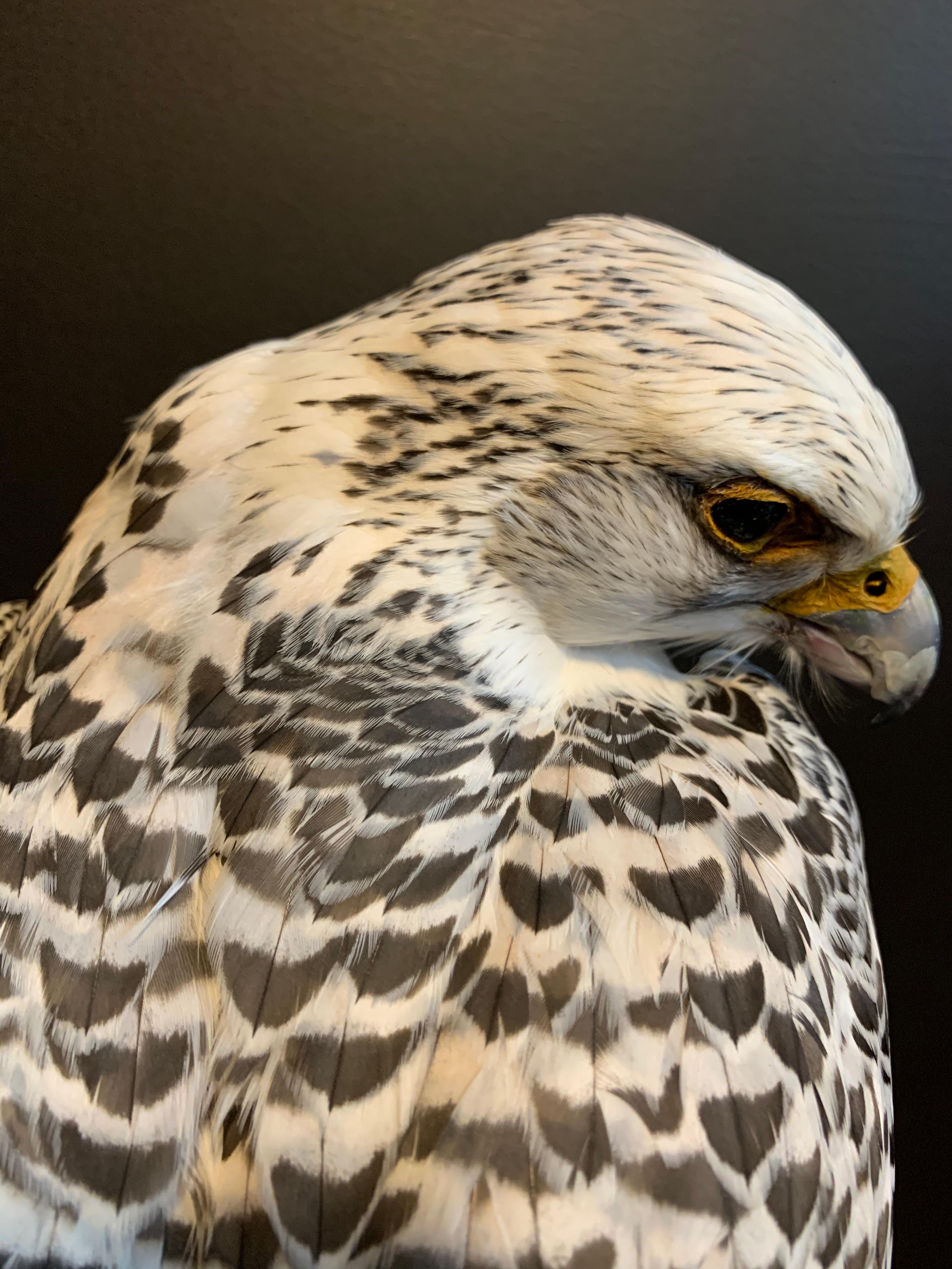 Recently Made Taxidermy Gyr Falcon In Excellent Condition In Eindhoven, NL