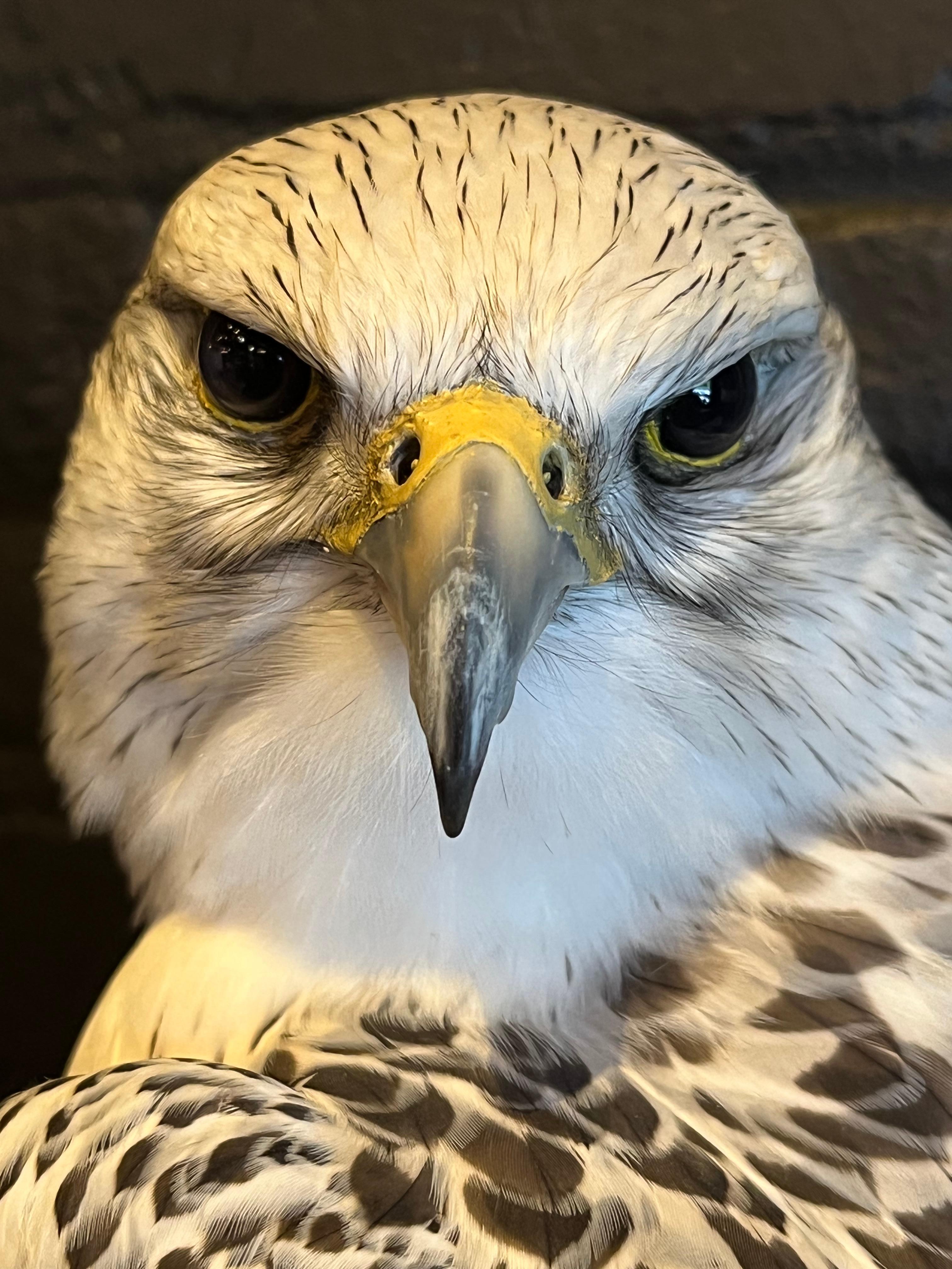 Contemporary Recently Made Taxidermy Gyr Falcon For Sale