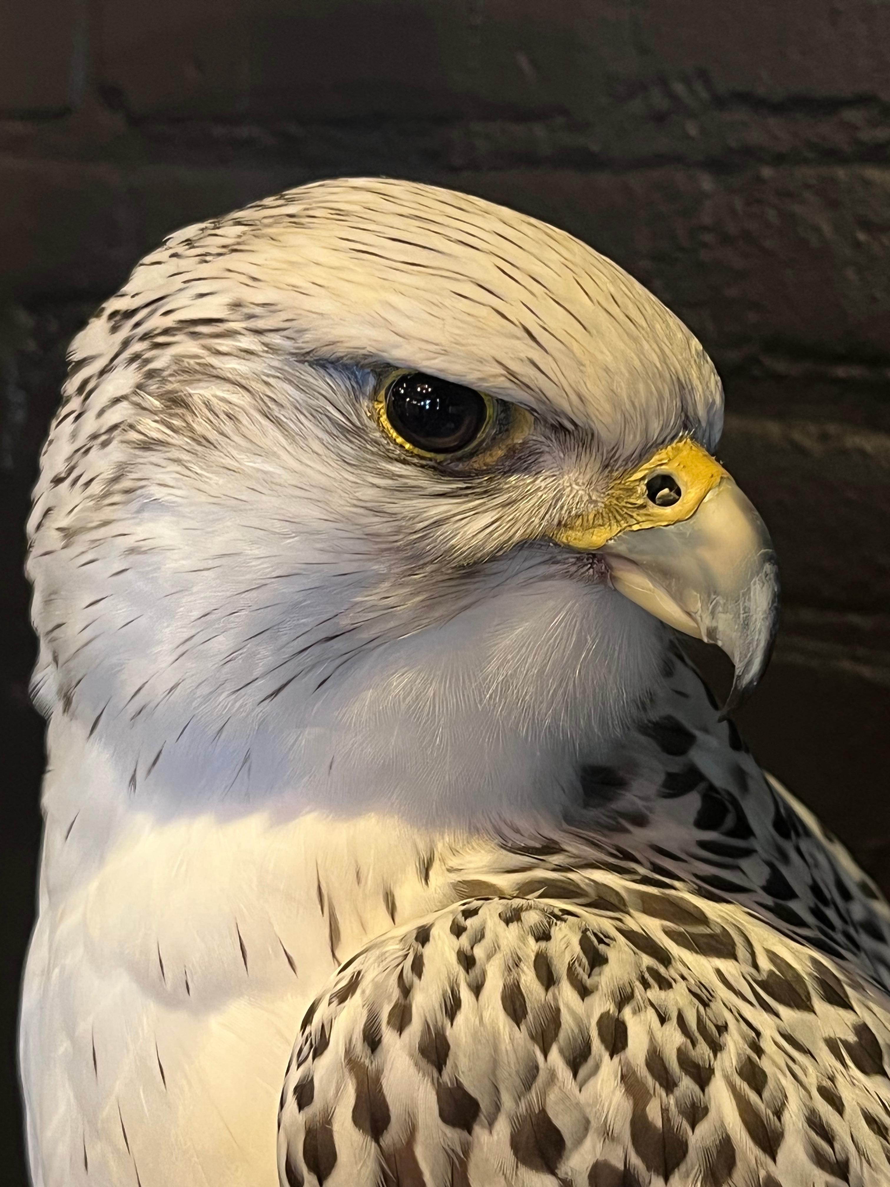 Feathers Recently Made Taxidermy Gyr Falcon For Sale
